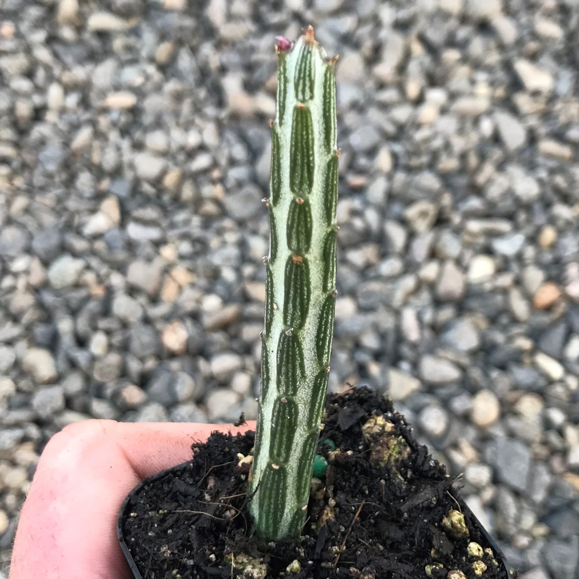 Senecio stapeliiformis – Pickle Plant (2" Pot)