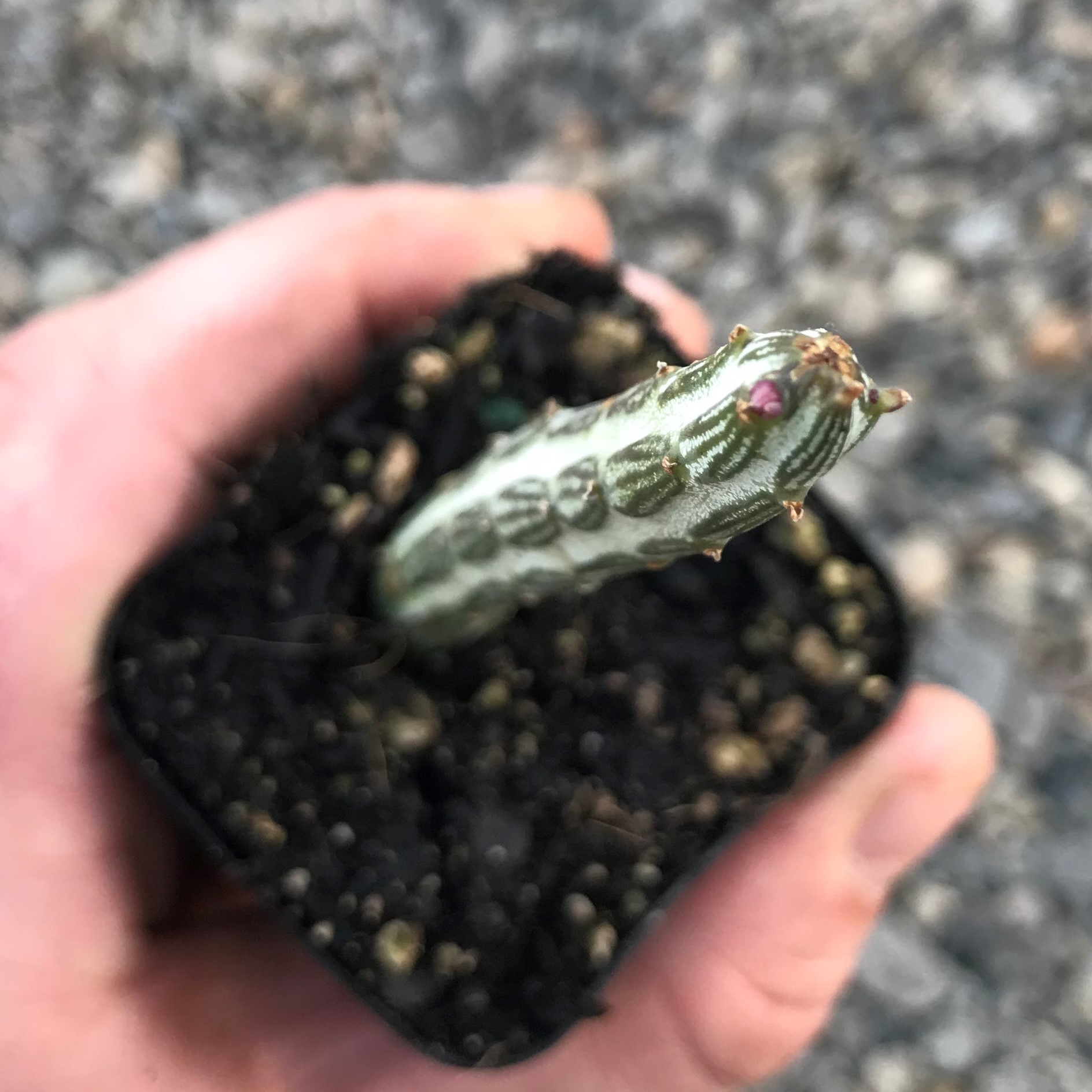 Senecio stapeliiformis – Pickle Plant (2" Pot) - Image 2