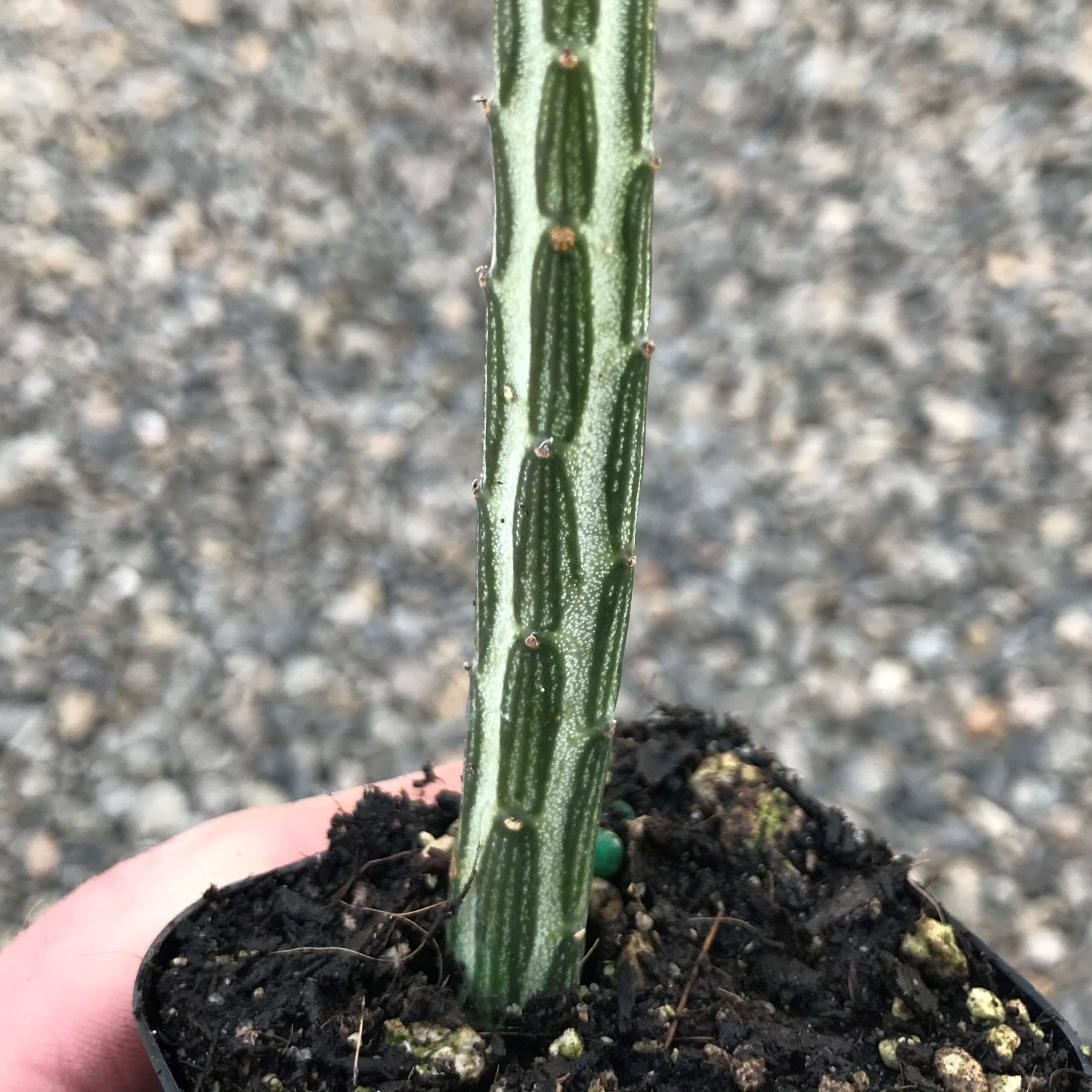 Senecio stapeliiformis – Pickle Plant (2" Pot) - Image 3