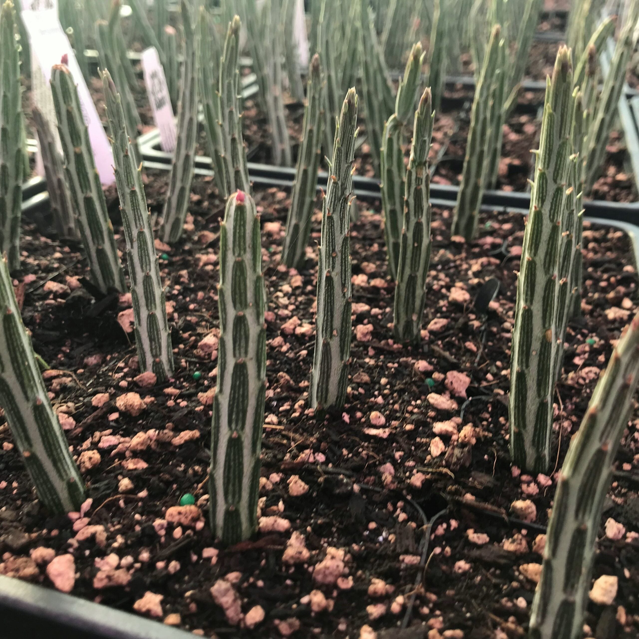 Senecio stapeliiformis – Pickle Plant (2" Pot) - Image 6