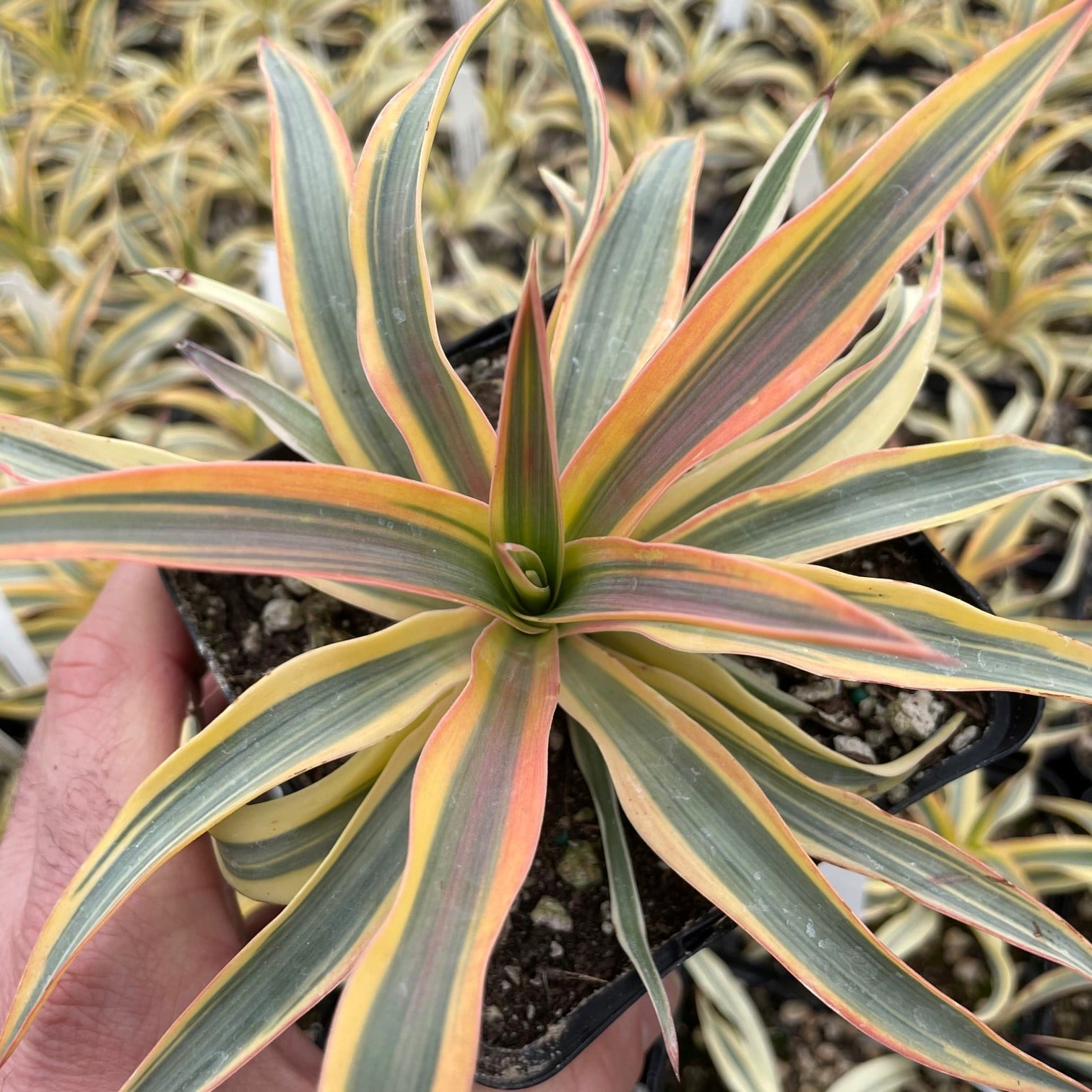 Yucca gloriosa 'Bright Star' - Spanish Dagger USPP# 17,653 (4.5" Pot)