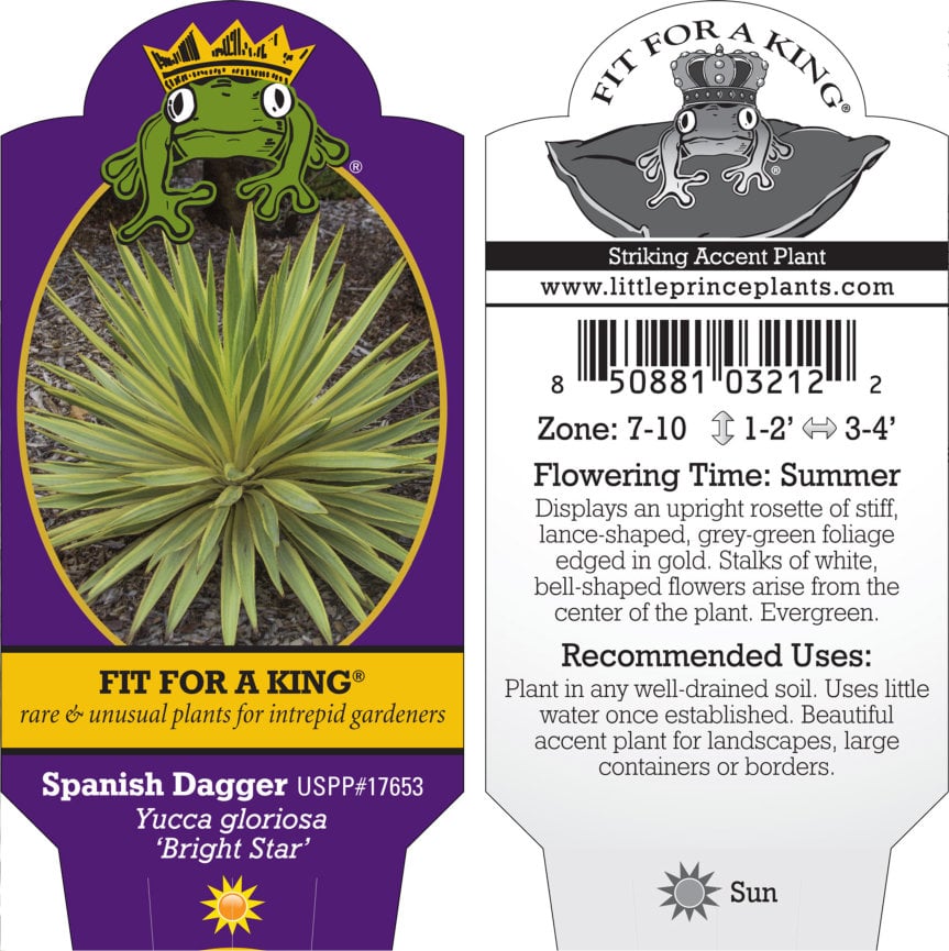 Yucca gloriosa 'Bright Star' - Spanish Dagger USPP# 17,653 (4.5" Pot) - Image 2