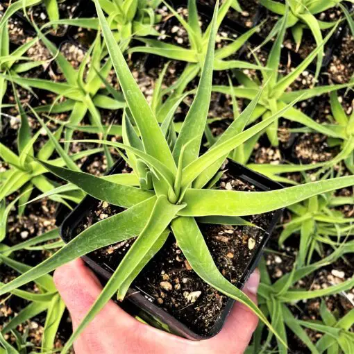 Agave bracteosa 'Calamar' - Century Plant (4.5" Pot) | Little Prince of  Oregon Nursery