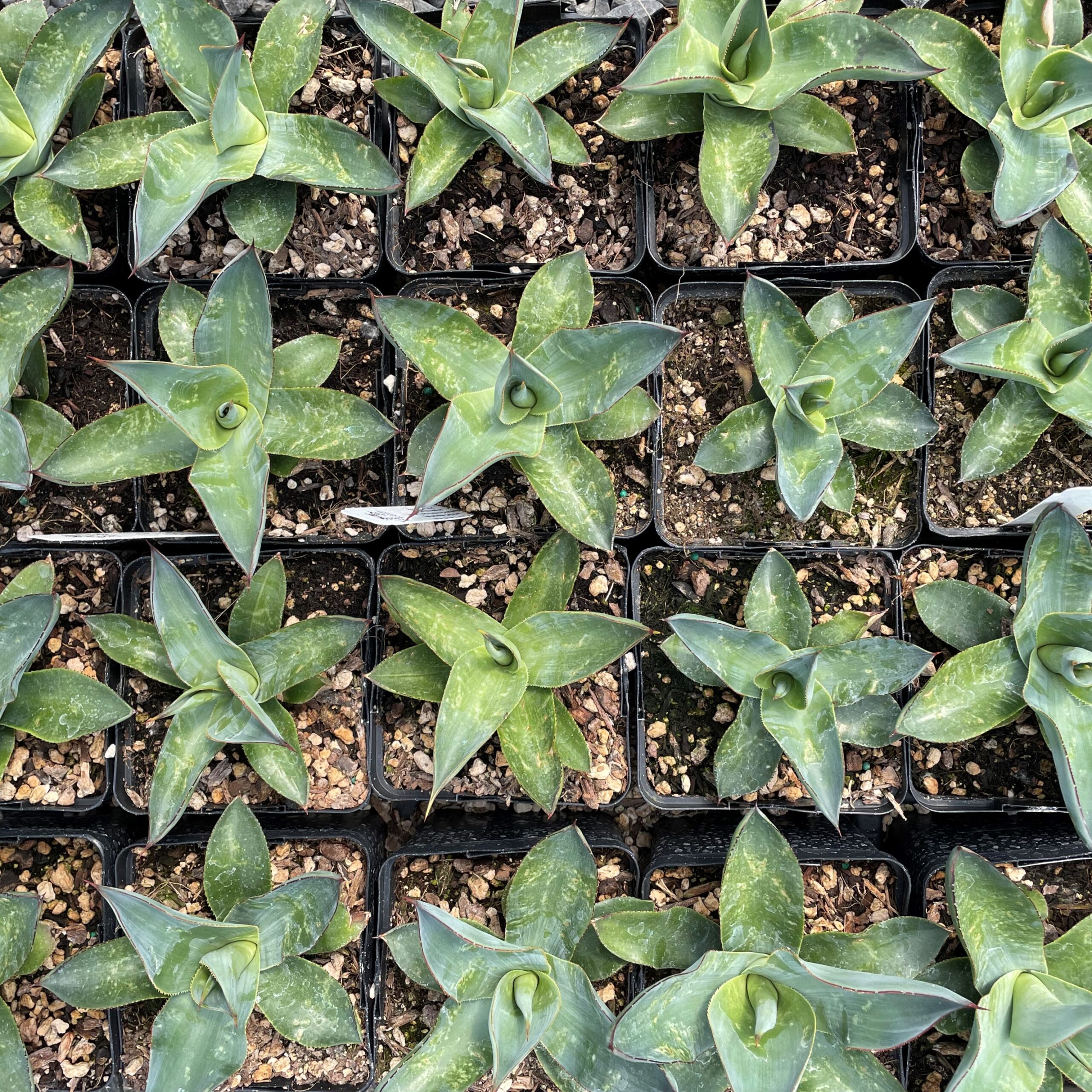 Agave celsii 'Nova' - Century Plant (4.5" Pot) - Image 4
