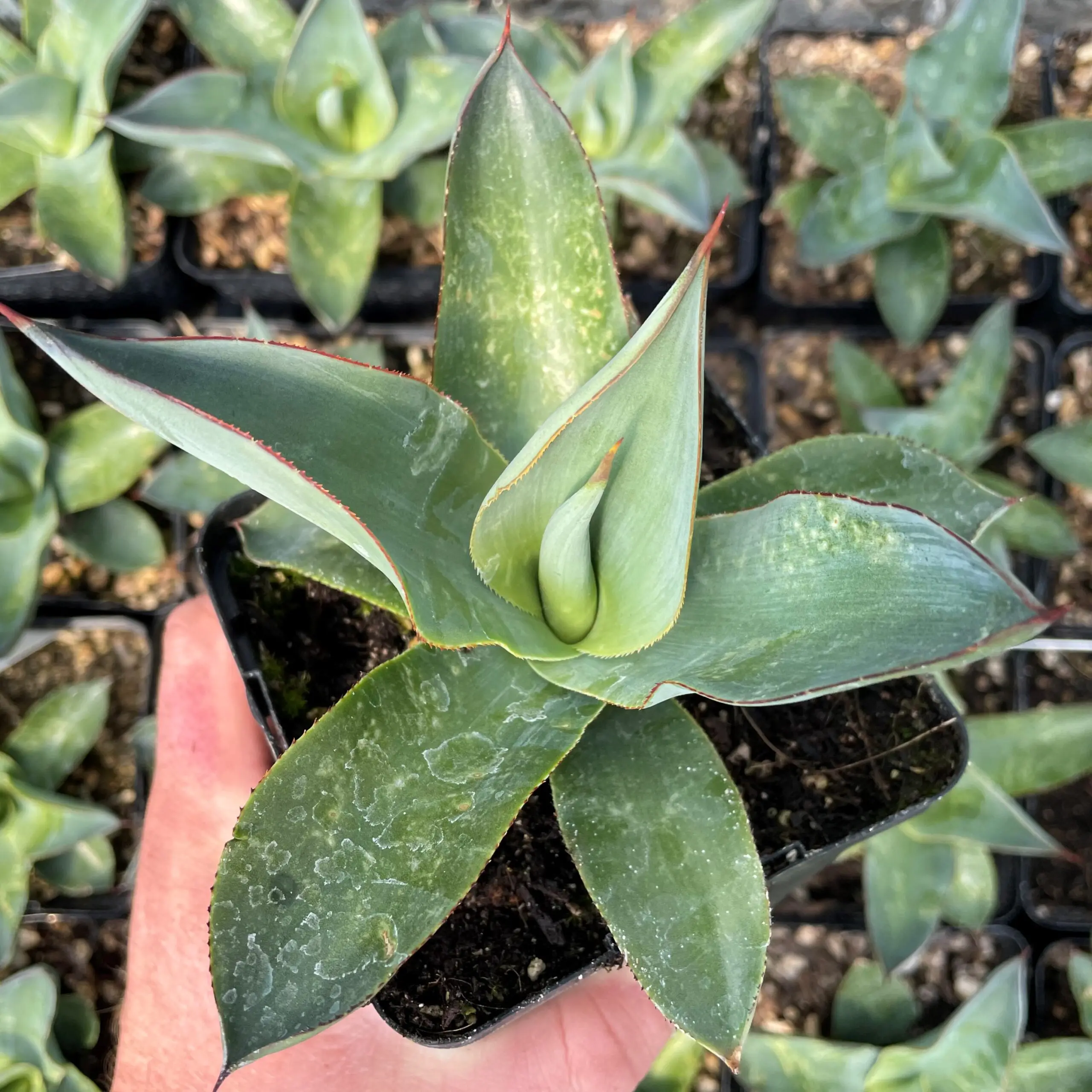 Agave celsii 'Nova' - Century Plant (4.5