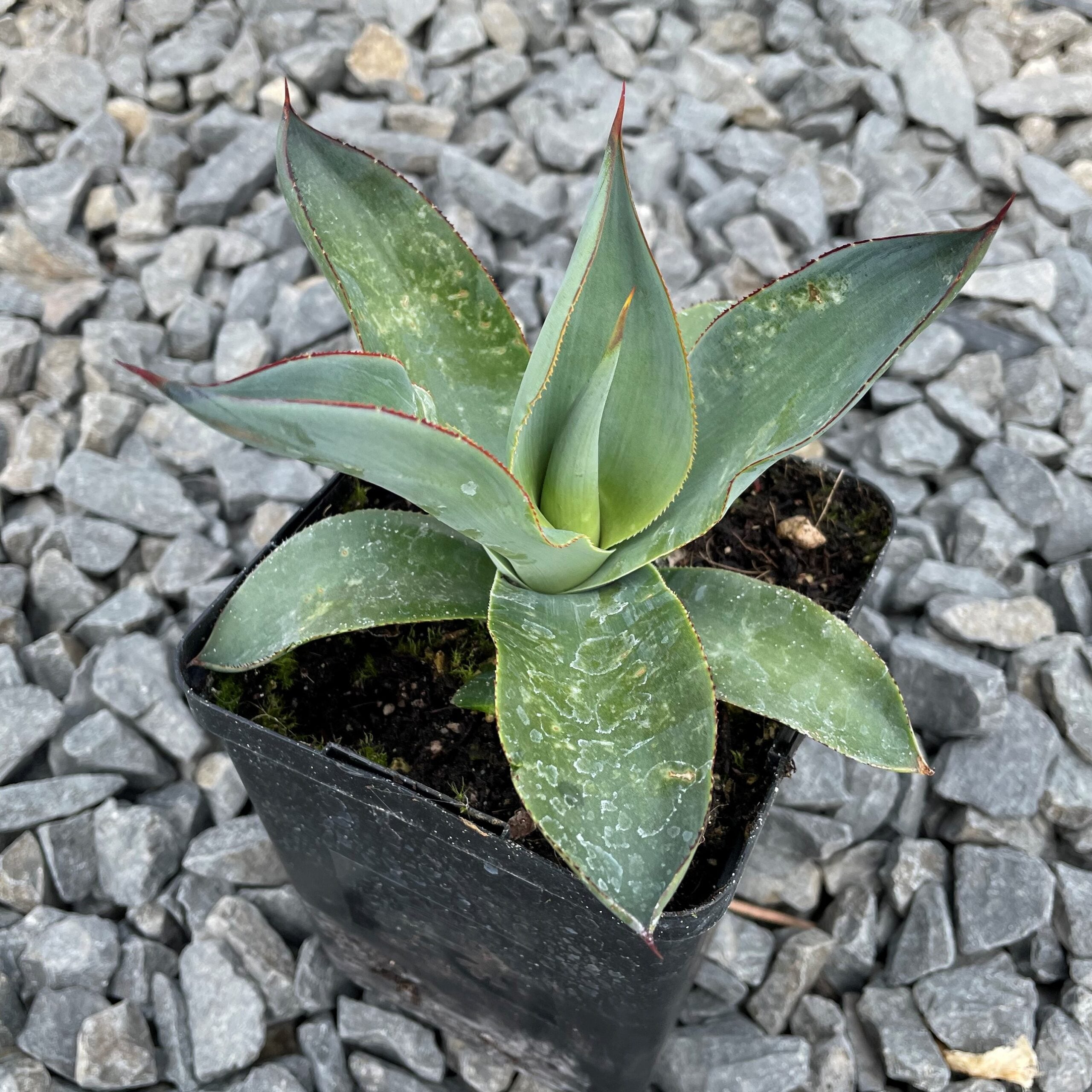 Agave celsii 'Nova' - Century Plant (4.5" Pot) - Image 3