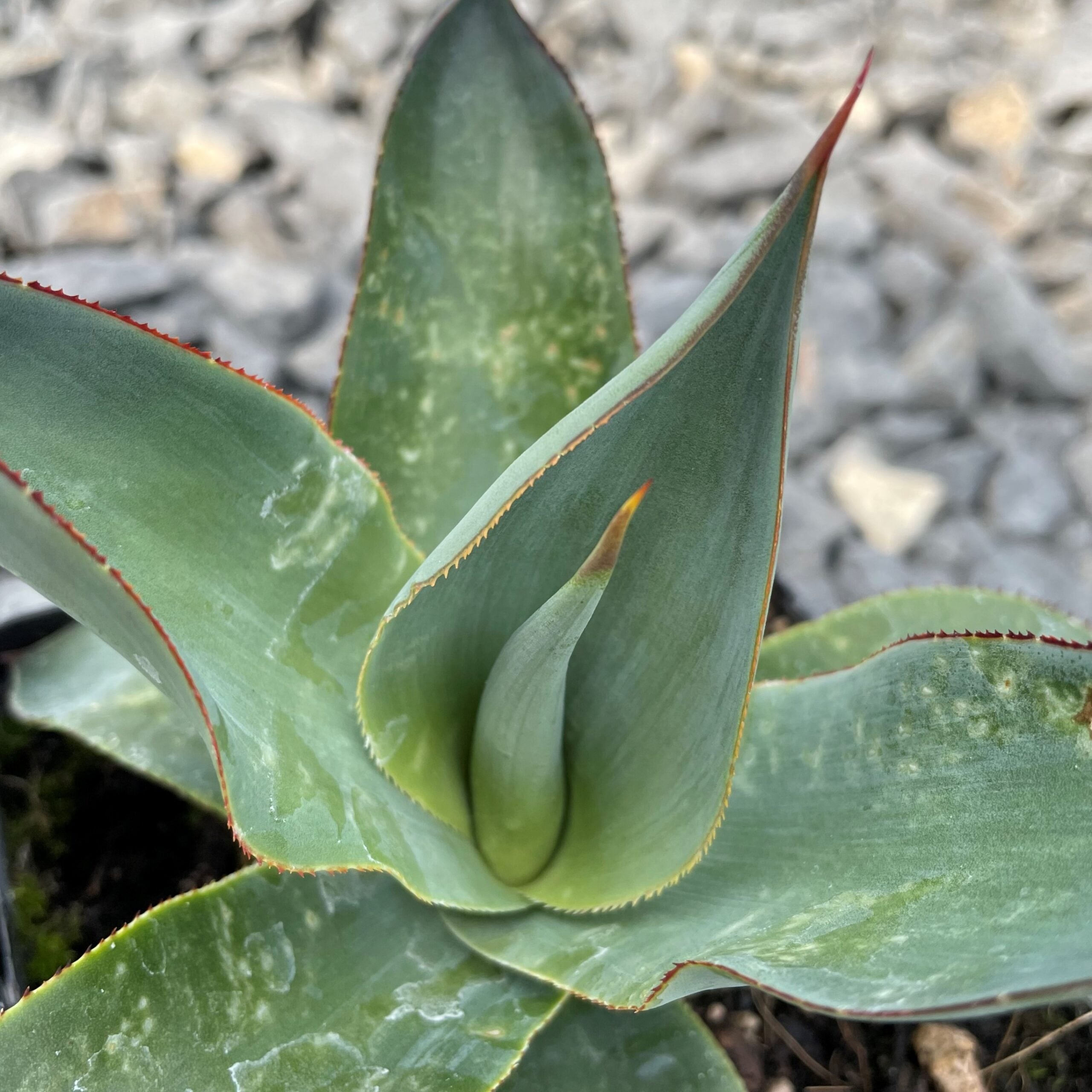 Agave celsii 'Nova' - Century Plant (4.5" Pot) | Little Prince of Oregon  Nursery