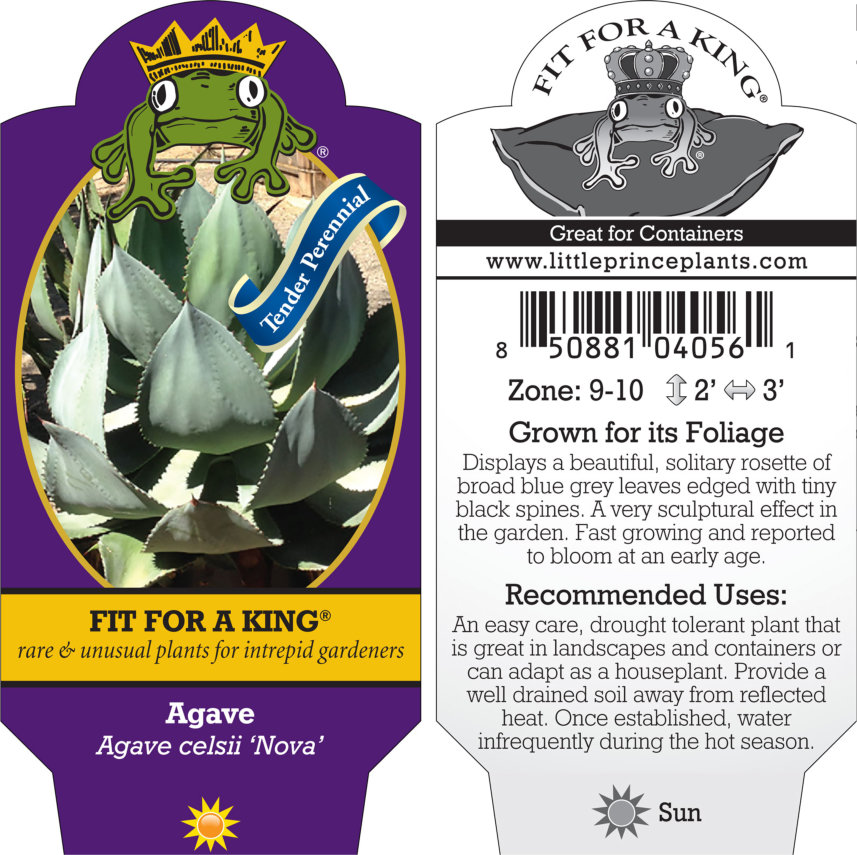 Agave celsii 'Nova' - Century Plant (4.5