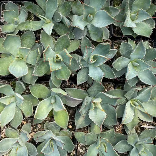 Agave guadalajarana - Century Plant (4.5