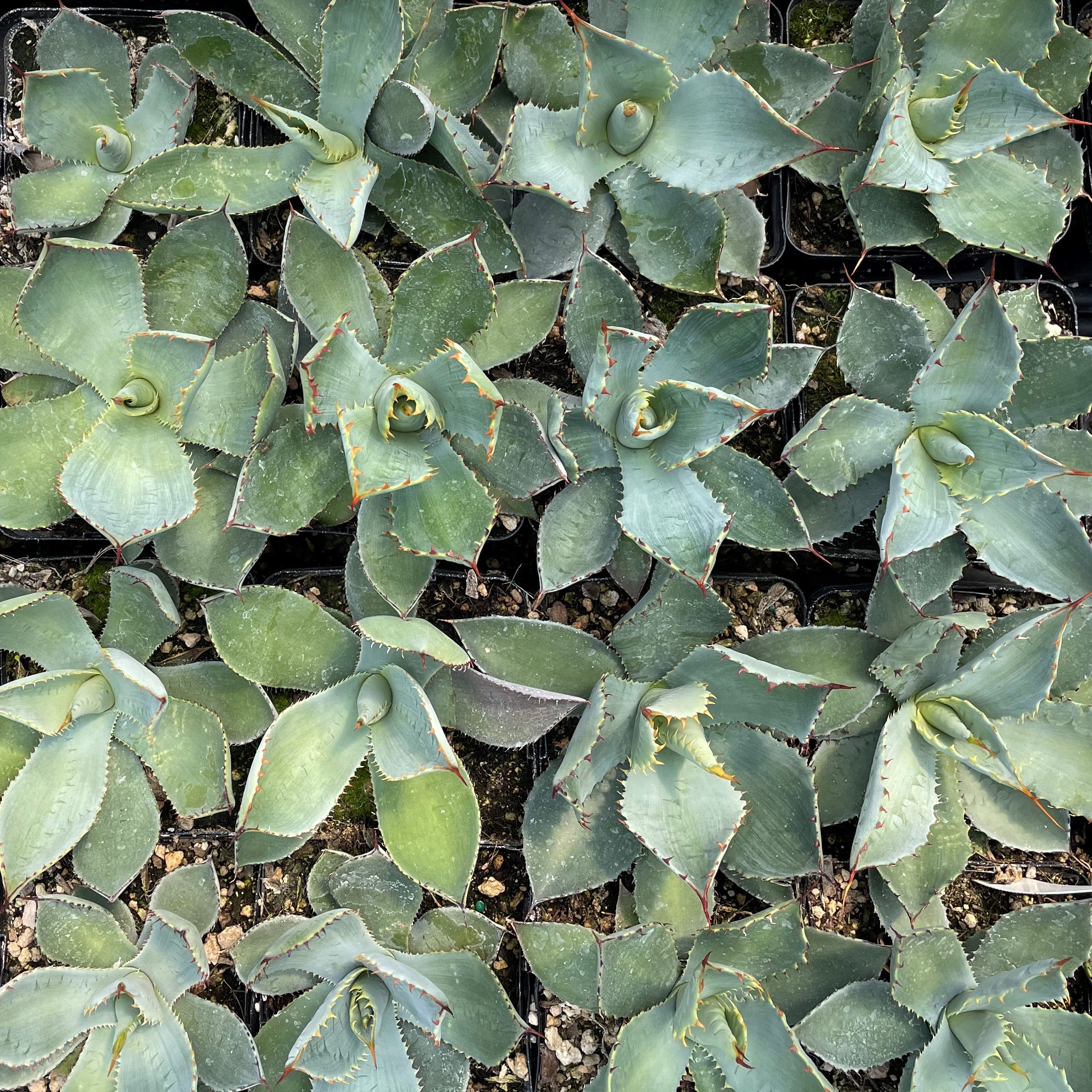 アガベ Hidden Agave Prodigy vr x guadalajarana Agave guadalajarana – Hidden Agave
