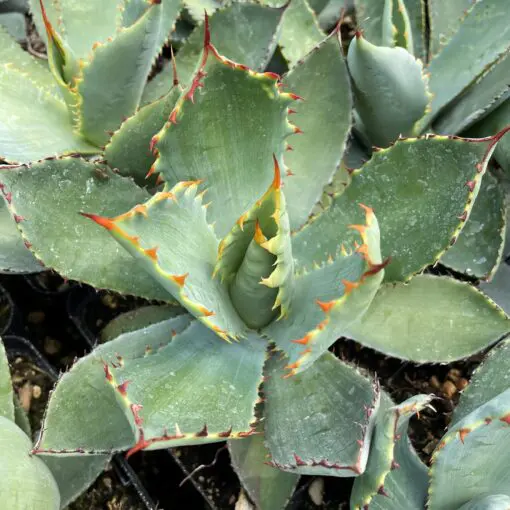 Agave guadalajarana - Century Plant (4.5