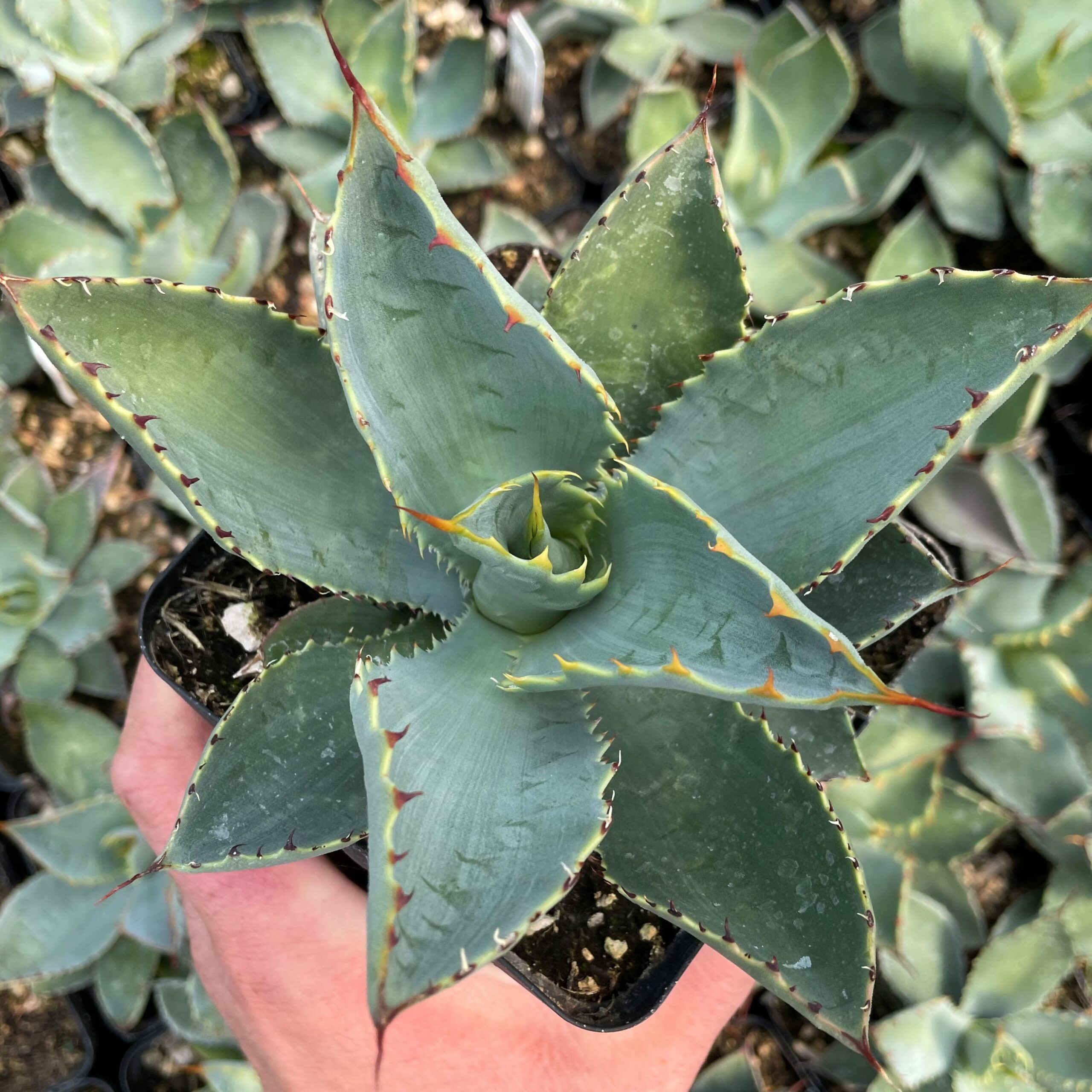 Agave guadalajarana - Century Plant (4.5" Pot) - Image 4
