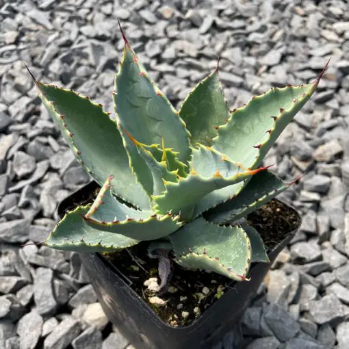 alocasia zebrina large 4
