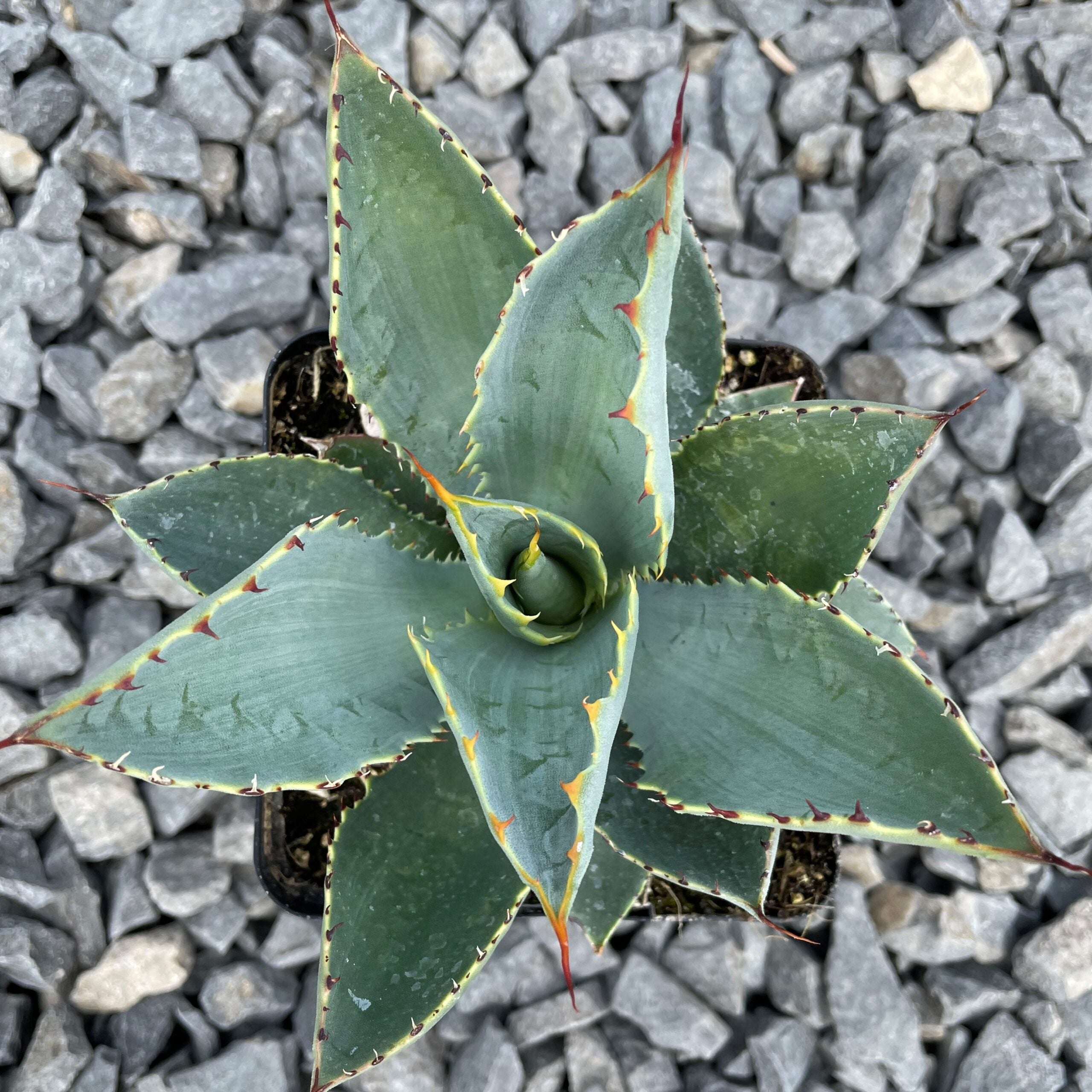Agave guadalajarana - Century Plant (4.5" Pot) - Image 5