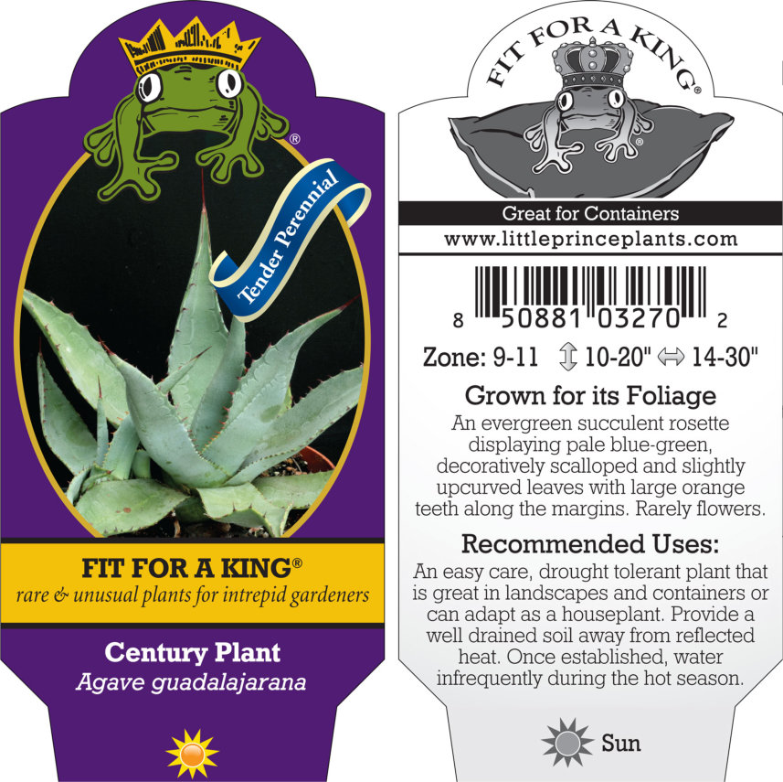 Agave guadalajarana - Century Plant (4.5" Pot) - Image 7