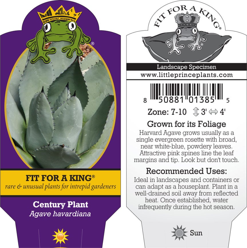 Agave havardiana - Century Plant (4.5" Pot)