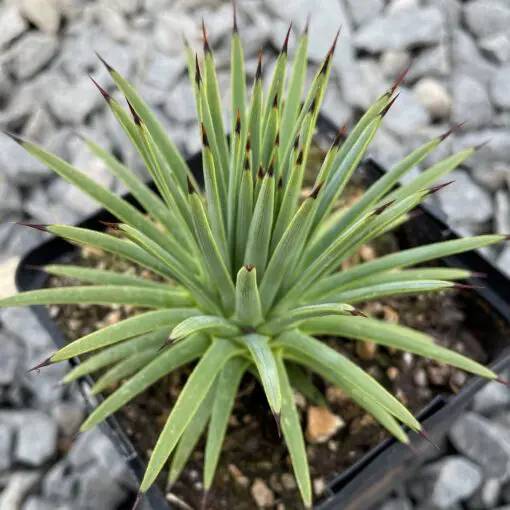 Agave striata spp. striata - Needle Agave (4.5" Pot) | Little Prince of  Oregon Nursery