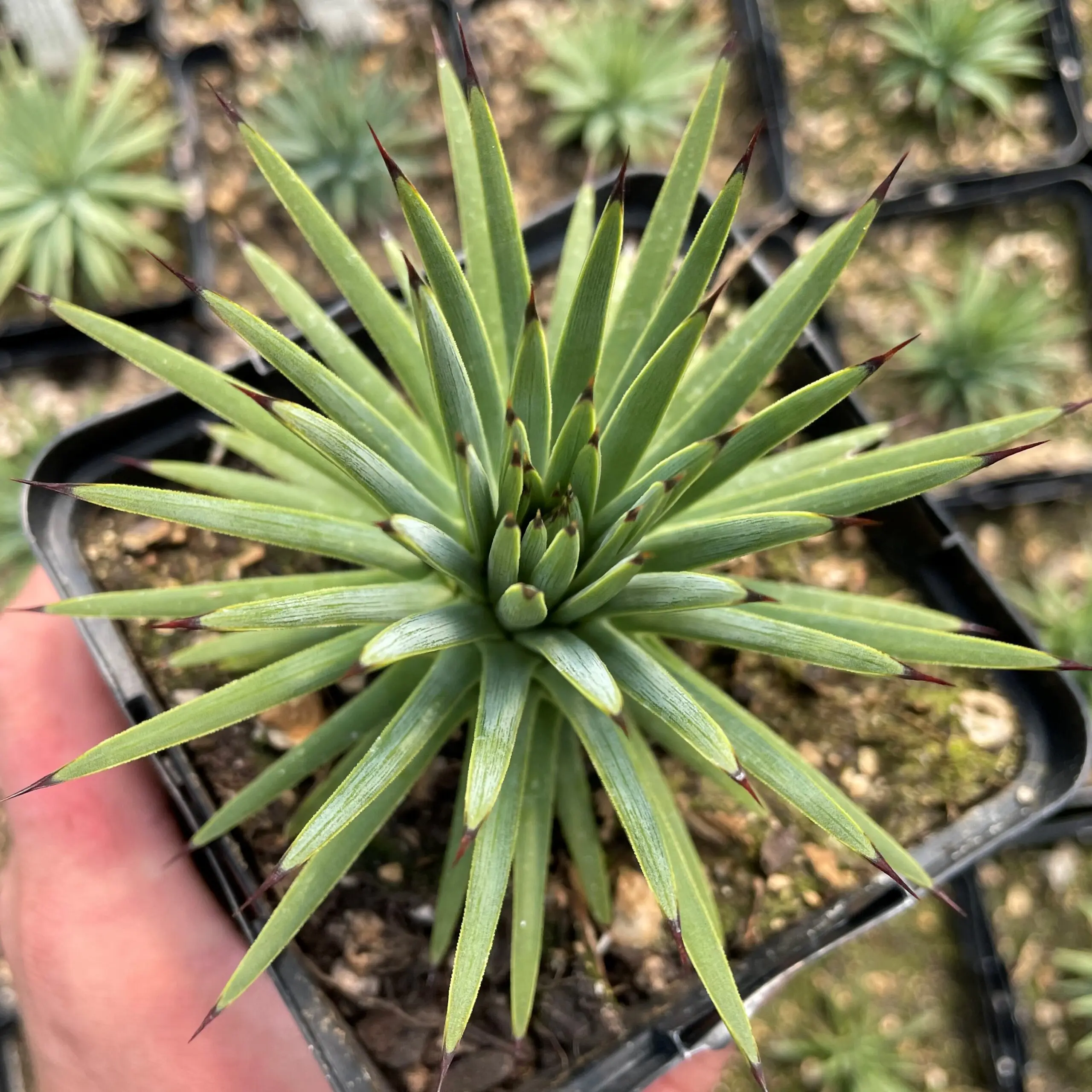 Agave striata spp. striata - Needle Agave (4.5" Pot) | Little Prince of  Oregon Nursery