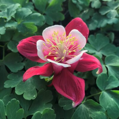 Aquilegia caerulea 'Red & White' - Columbine (4" Pot)