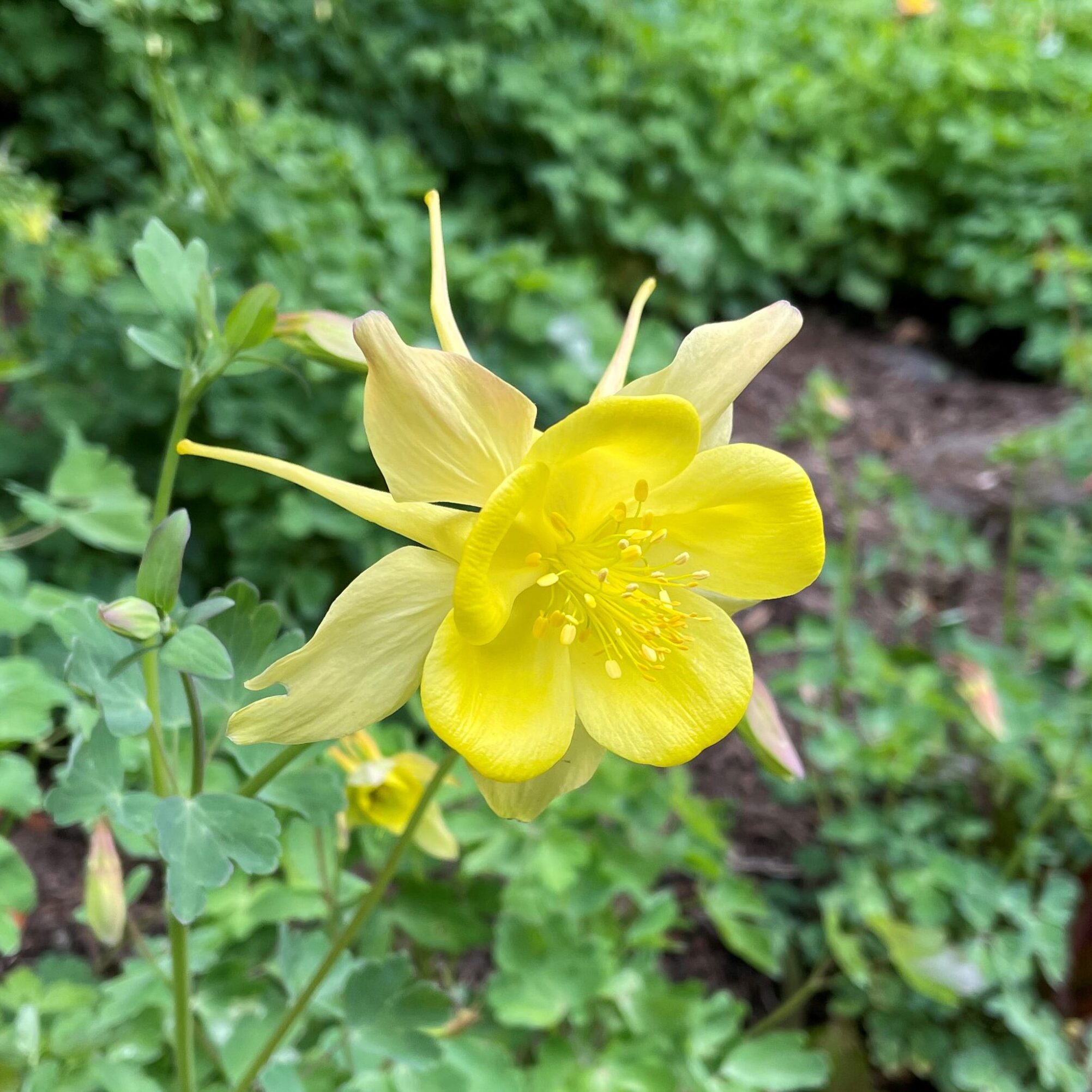 Aquilegia caerulea 'Yellow' - Columbine (4" Pot)