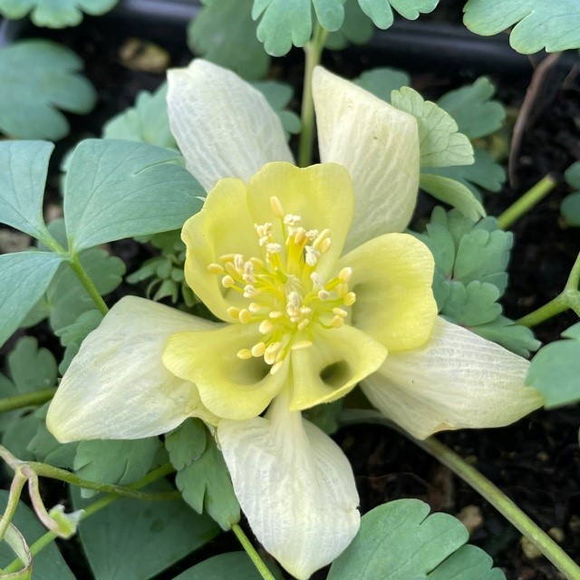 Aquilegia caerulea 'Yellow' - Columbine (4" Pot) - Image 2