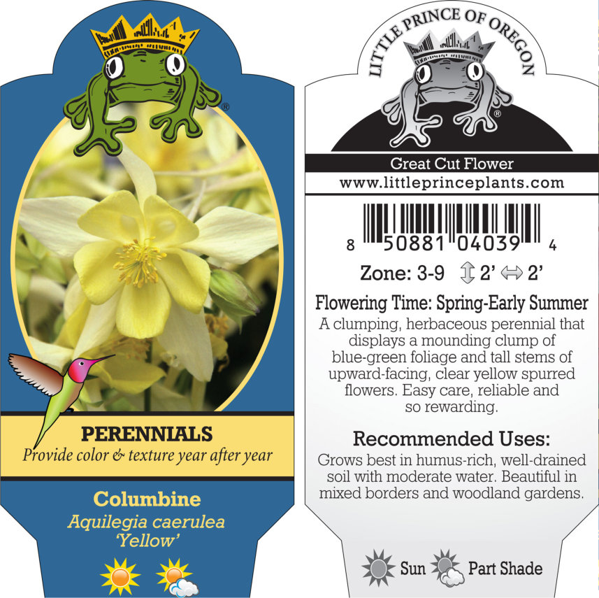 Aquilegia caerulea 'Yellow' - Columbine (4" Pot) - Image 3