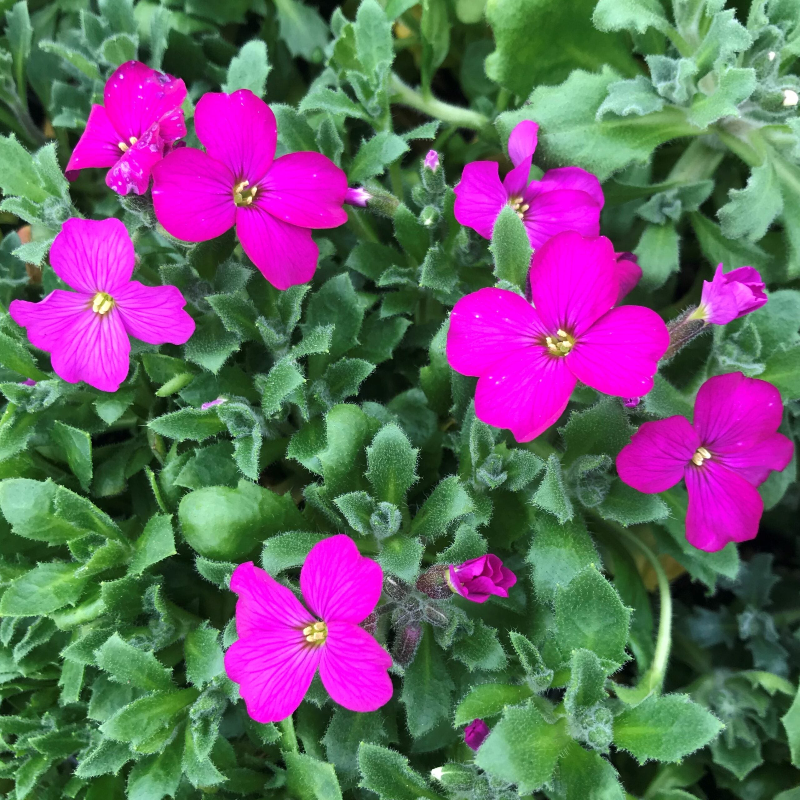 Aubrieta 'Red Cascade' - Rock Cress (4" Pot)