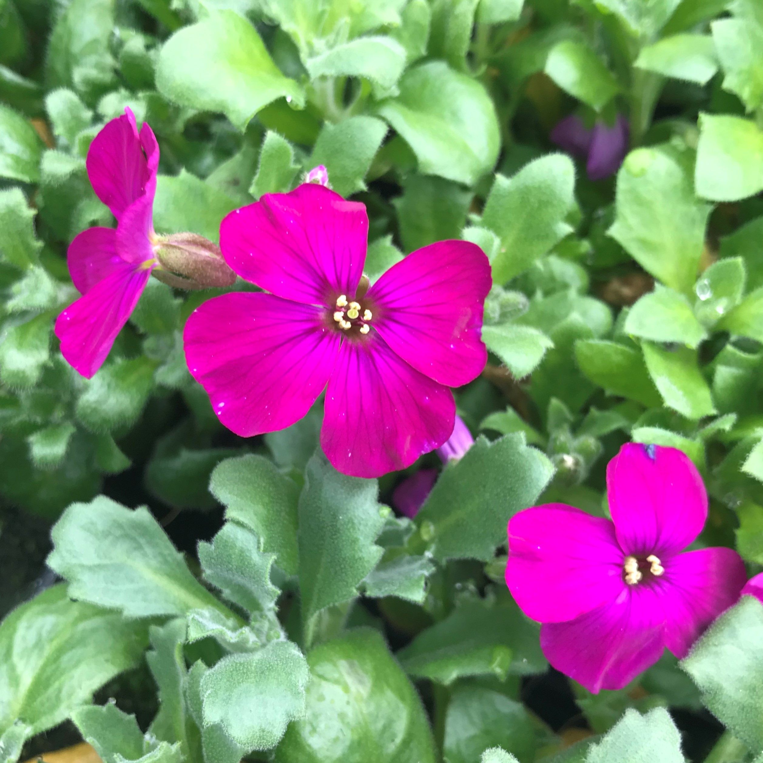 Aubrieta 'Red Cascade' - Rock Cress (4" Pot) - Image 2