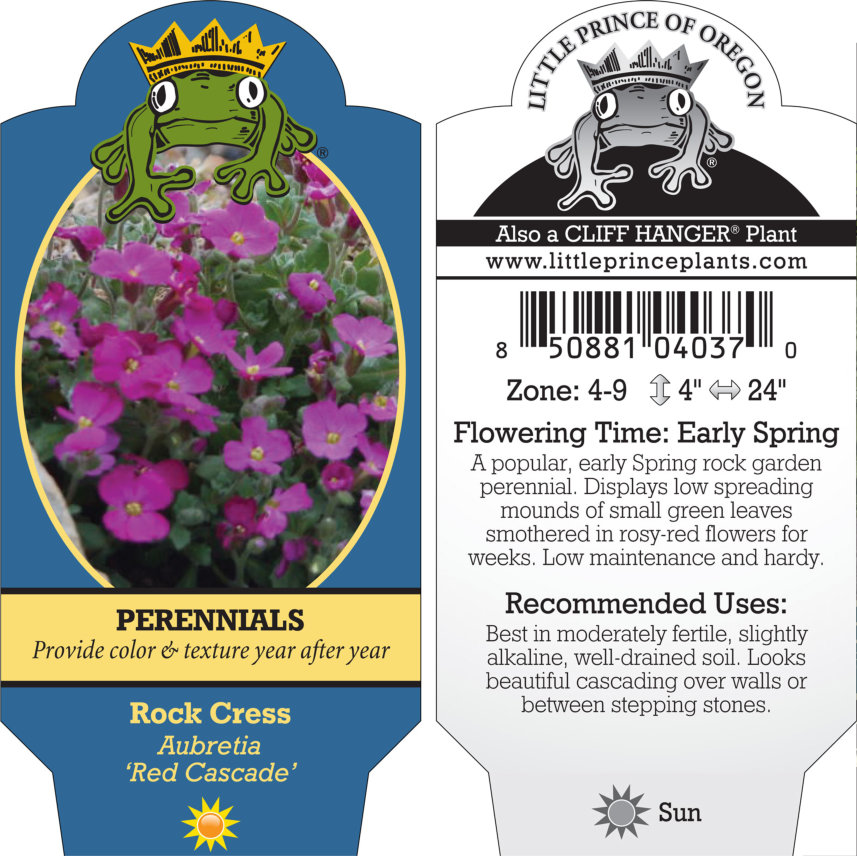 Aubrieta 'Red Cascade' - Rock Cress (4" Pot) - Image 4