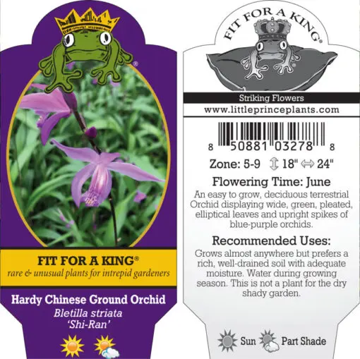 Bletilla striata 'Shi-Ran' - Hardy Chinese Ground Orchid (4.5