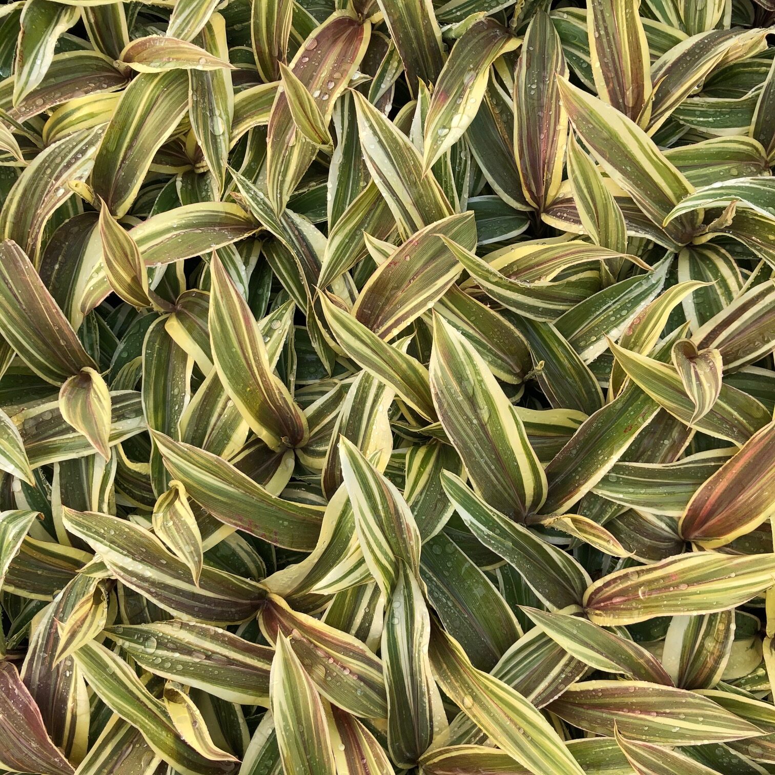 Cordyline 'Chocolate Queen' - Ti Plant (4.5" Pot) - Image 6