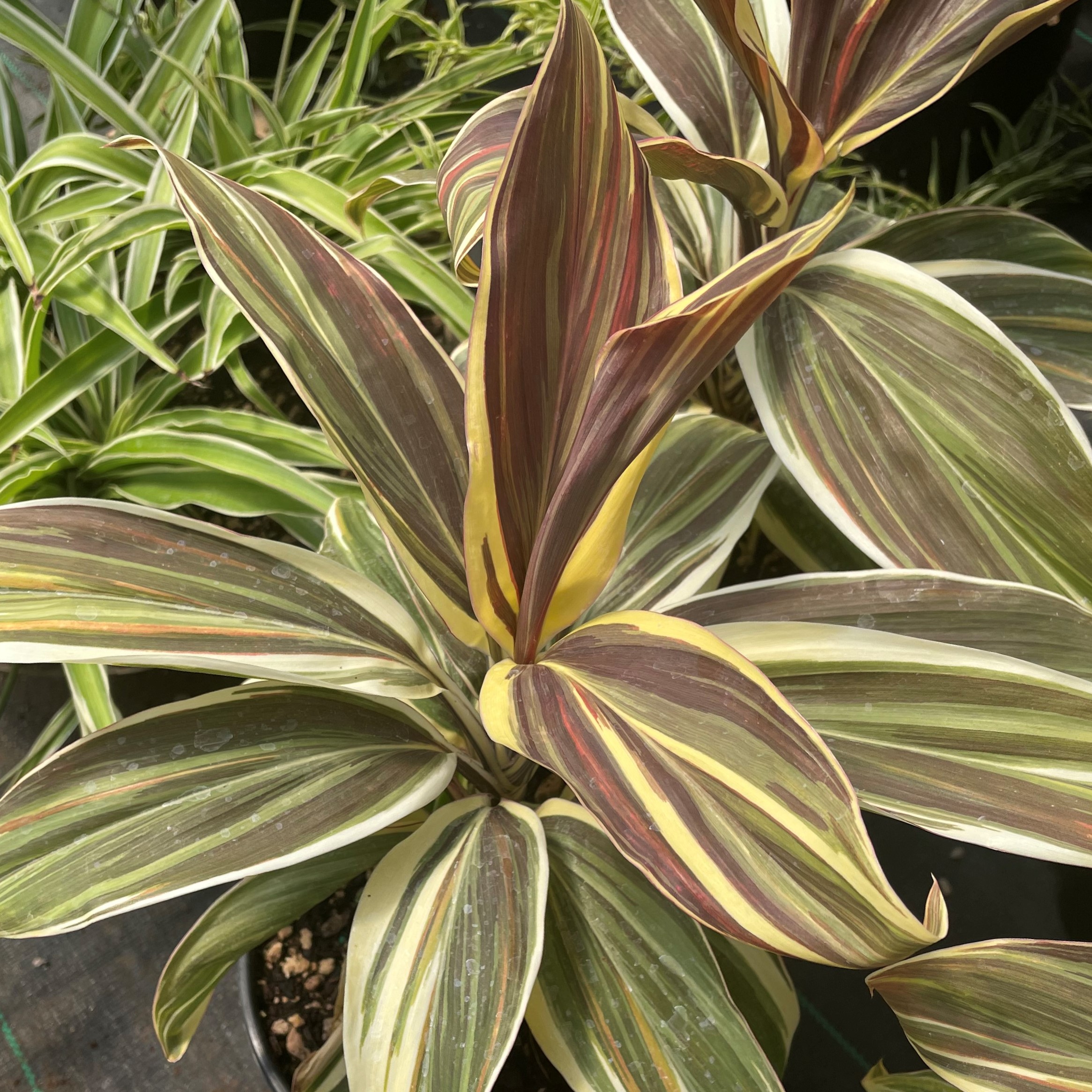 Cordyline 'Chocolate Queen' - Ti Plant (4.5" Pot)