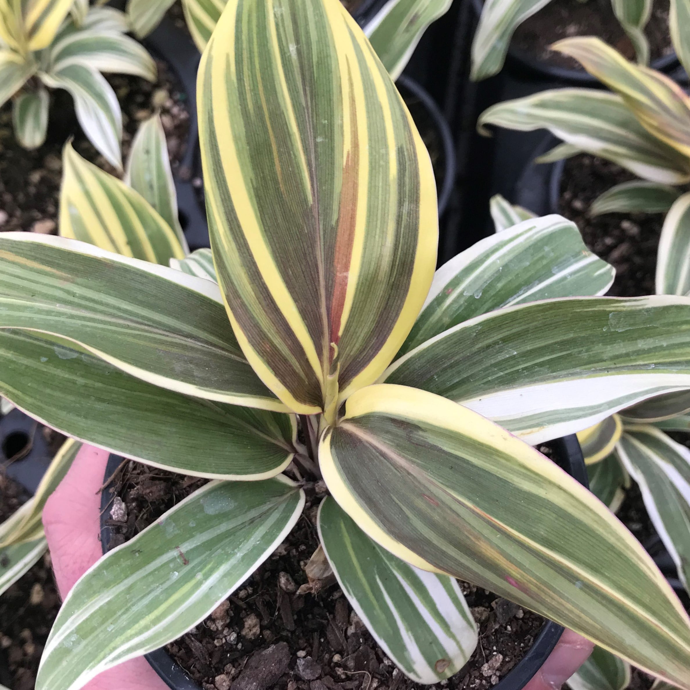 Cordyline 'Chocolate Queen' - Ti Plant (4.5" Pot) - Image 5