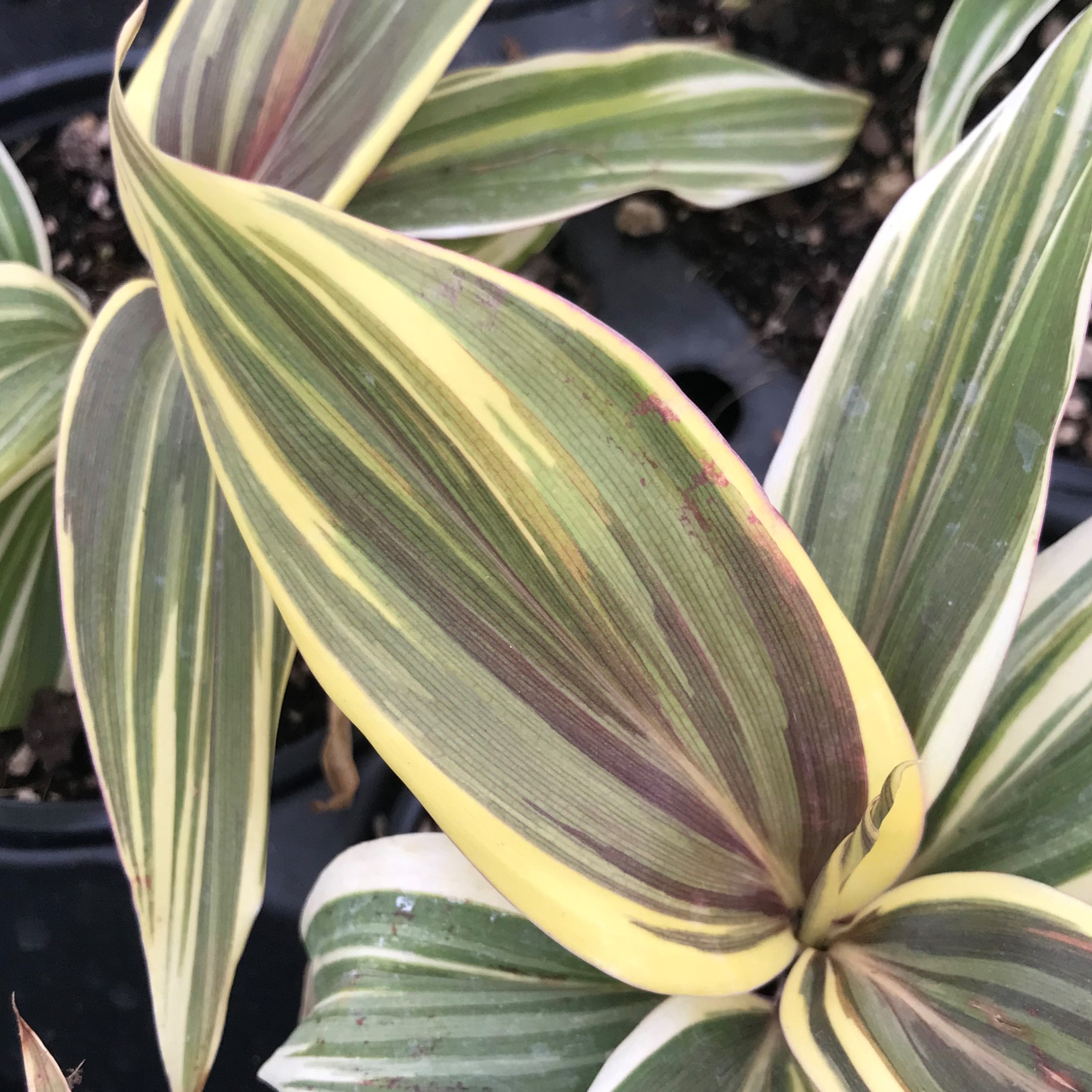 Cordyline 'Chocolate Queen' - Ti Plant (4.5" Pot) - Image 3