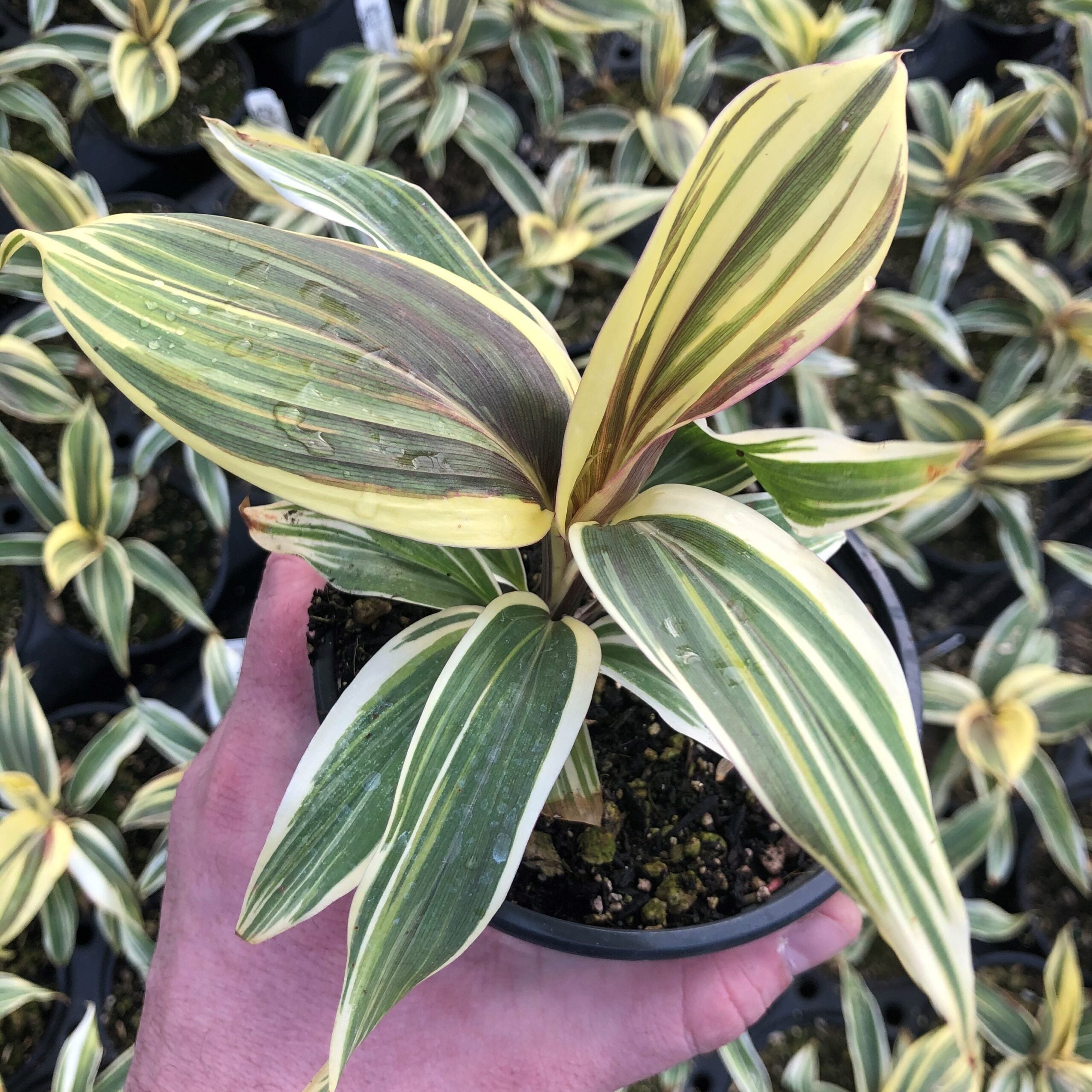 Cordyline 'Chocolate Queen' - Ti Plant (4.5" Pot) - Image 2