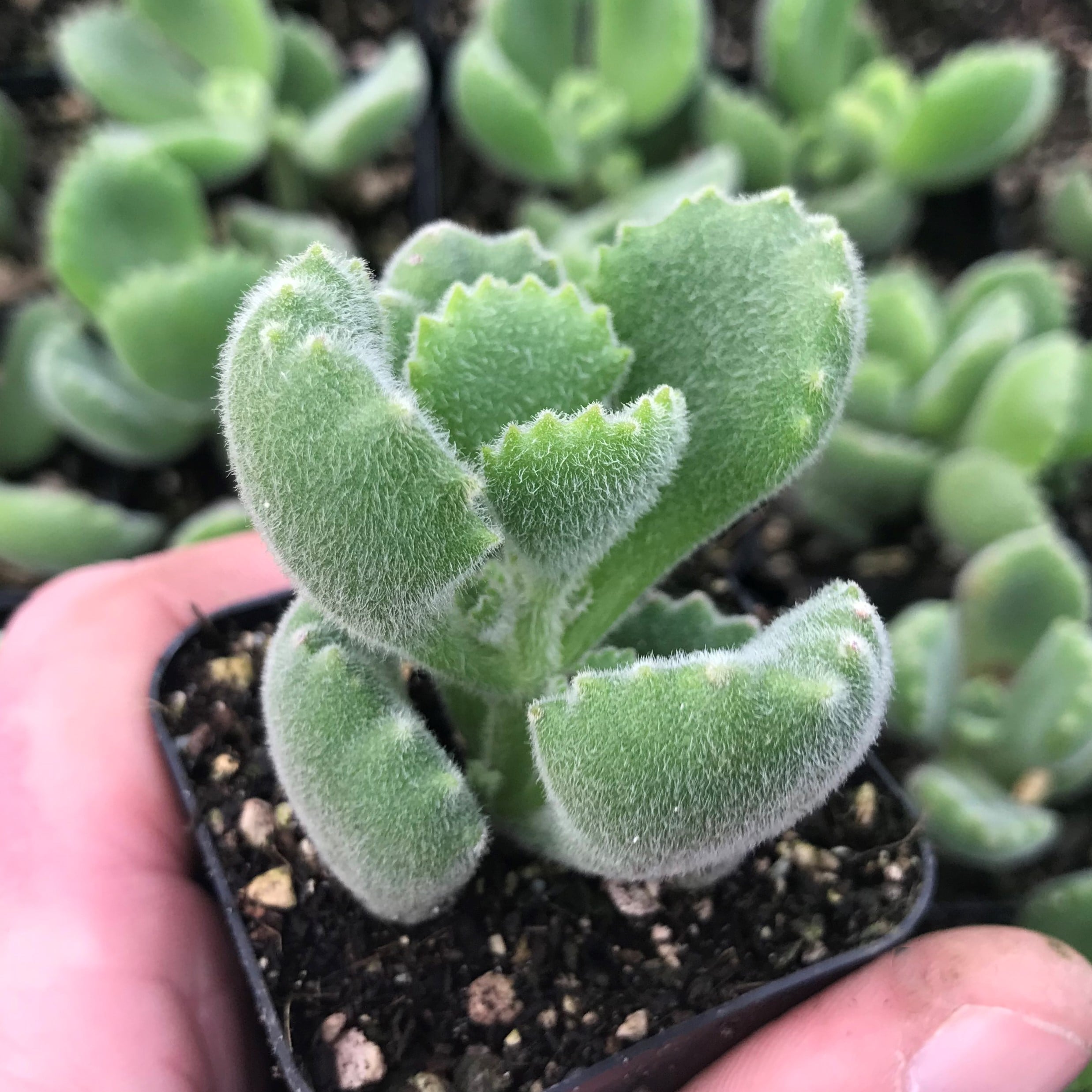Cotyledon tomentosa - Bear's Paw Succulent (2" Pot) - Image 3