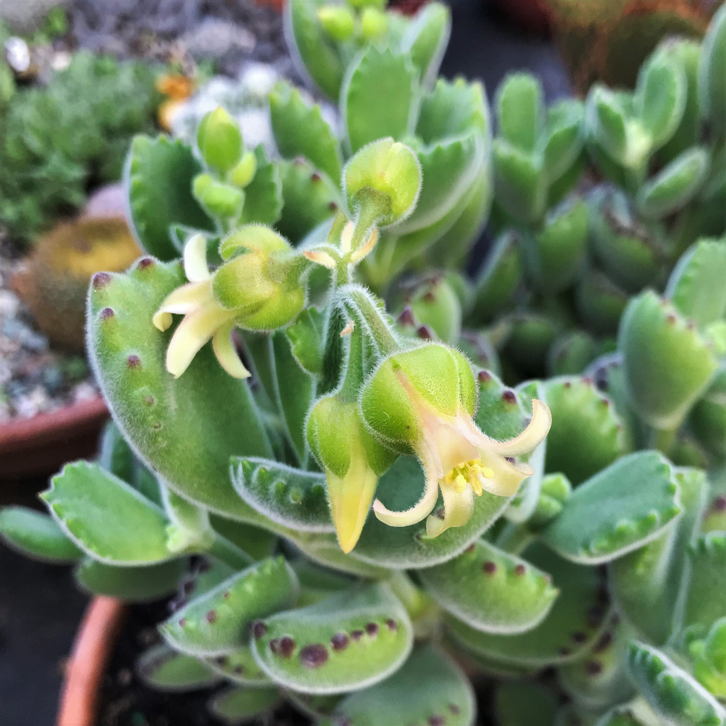 Cotyledon tomentosa - Bear's Paw Succulent (2" Pot) | Little Prince of  Oregon Nursery