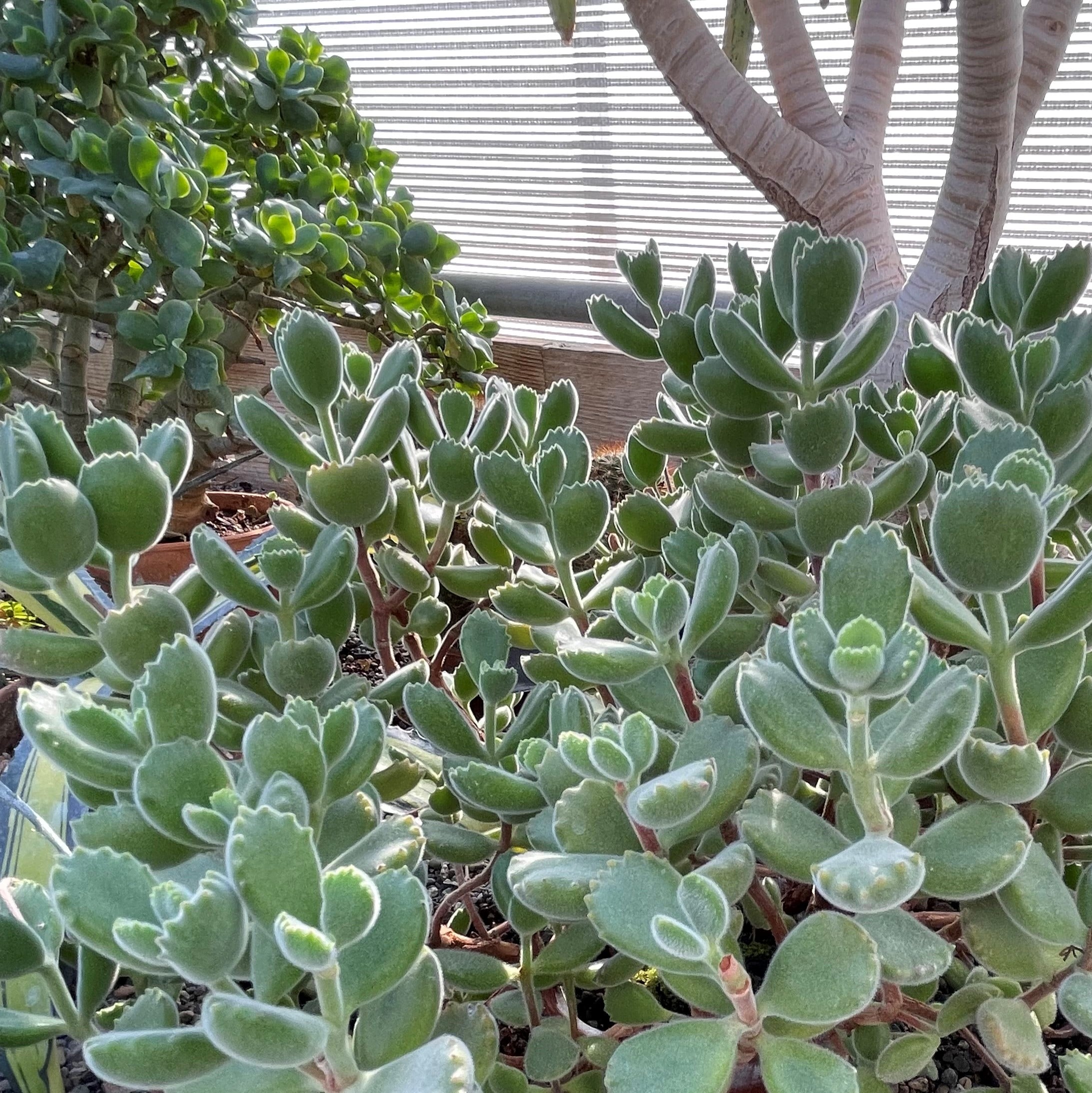 Cotyledon tomentosa - Bear's Paw Succulent (2" Pot) | Little Prince of  Oregon Nursery