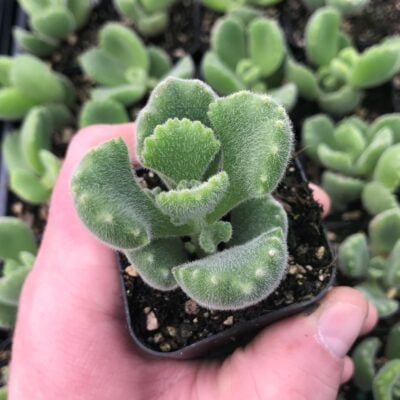 Cotyledon tomentosa - Bear's Paw Succulent (2" Pot)