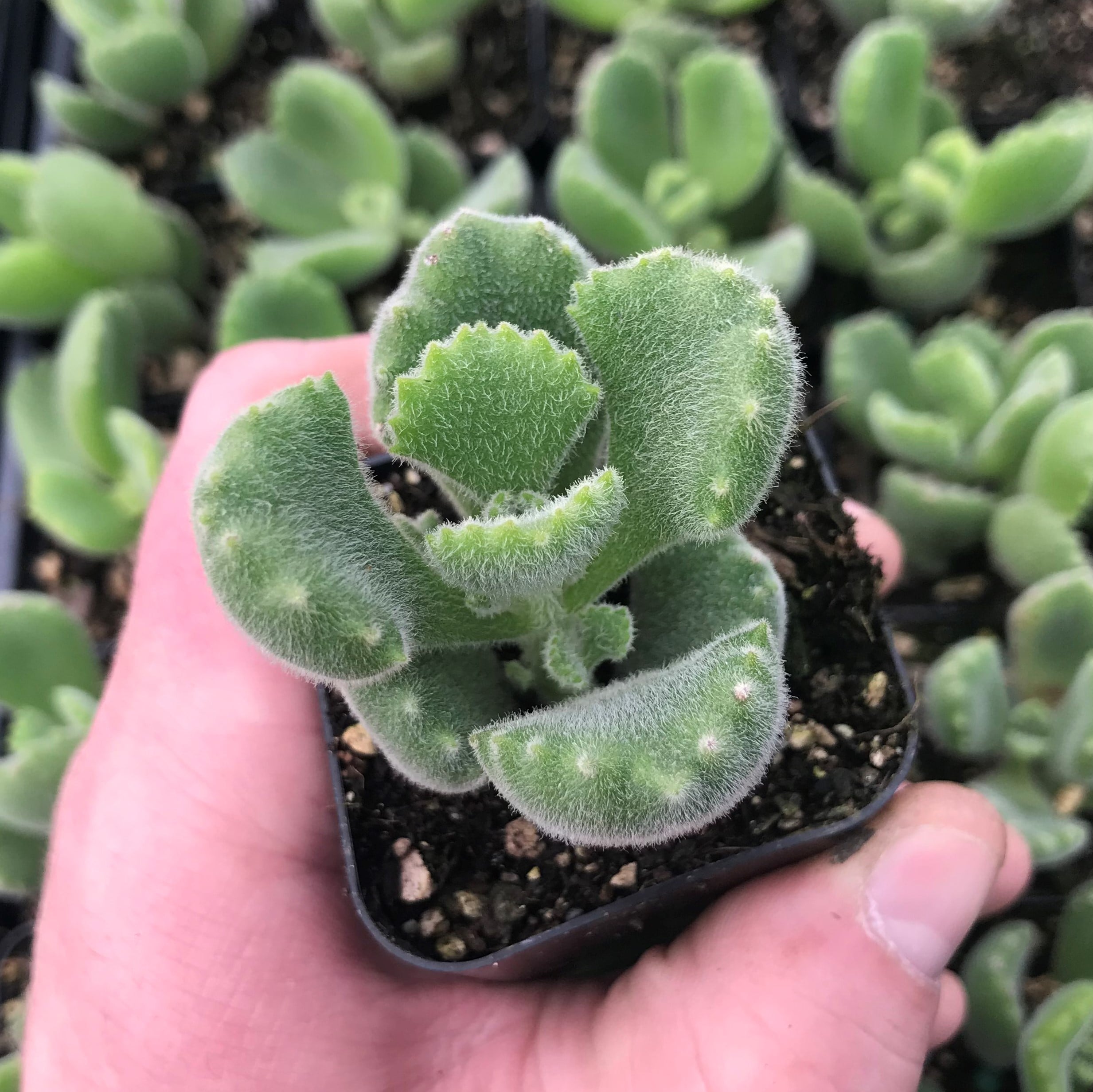 fertilizer for jade plant Casa De Amor Organic Jade Plant Fertilizer, Heathier Greener and Shini main image 0