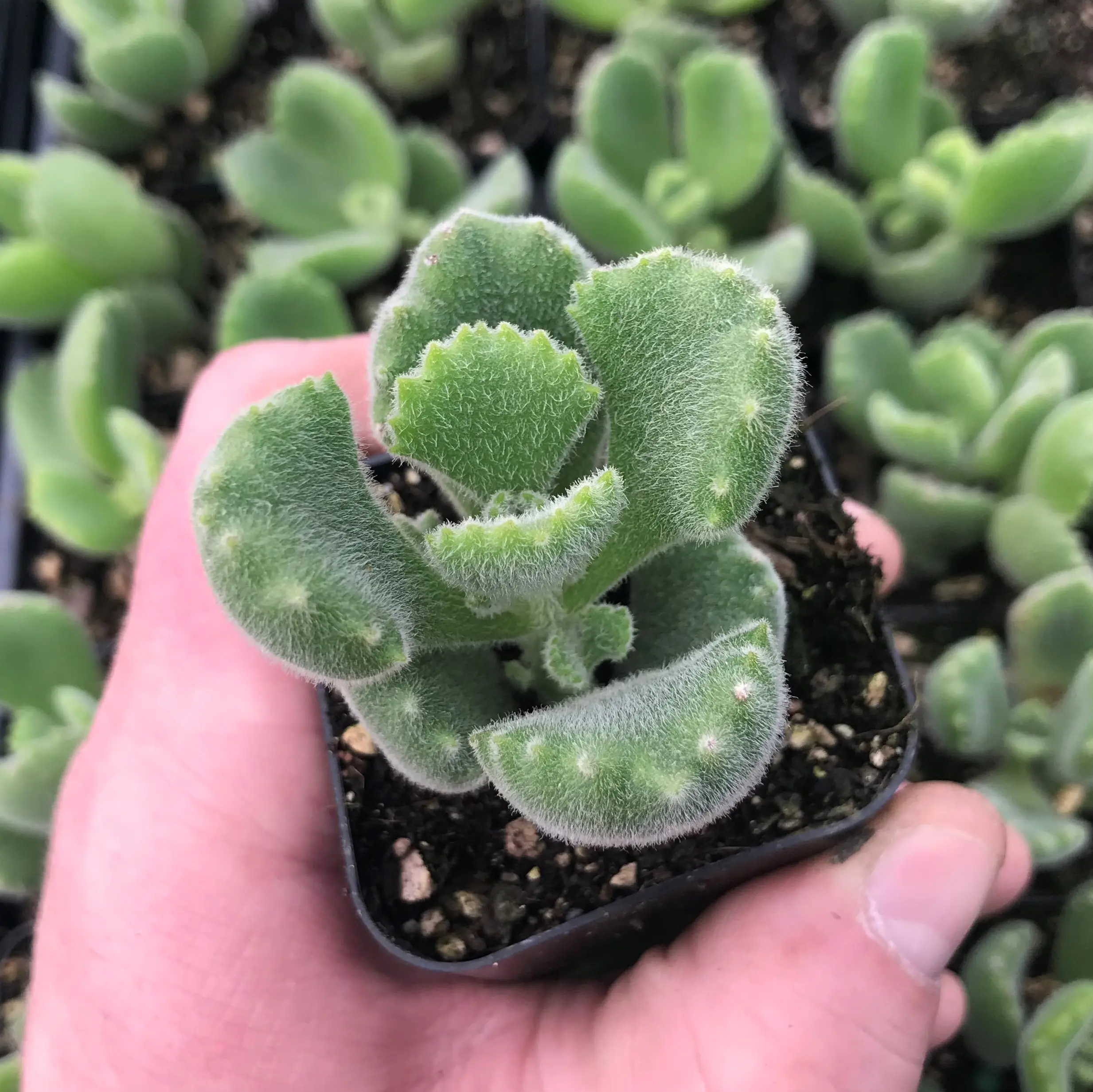 Cotyledon tomentosa - Bear's Paw Succulent (2" Pot) | Little Prince of  Oregon Nursery