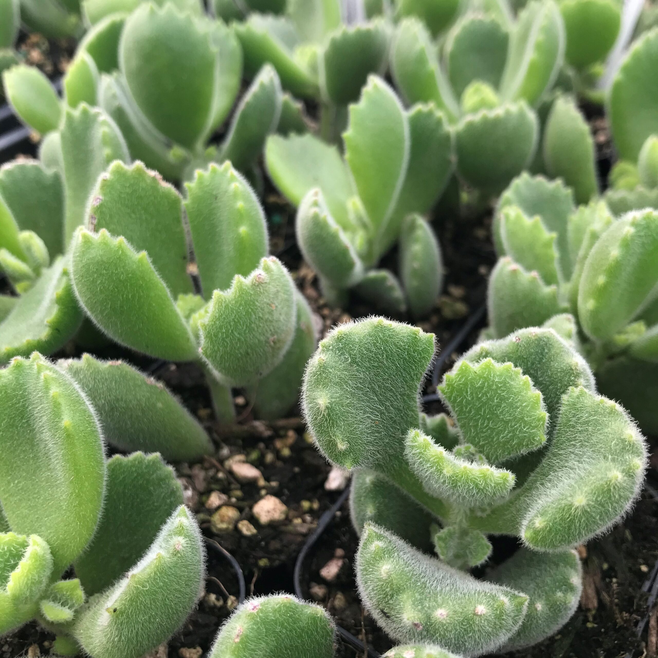 Cotyledon tomentosa - Bear's Paw Succulent (2" Pot) | Little Prince of  Oregon Nursery