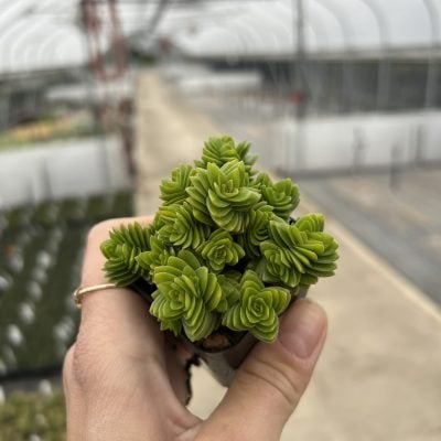 Crassula 'Spiralis' (2" Pot)