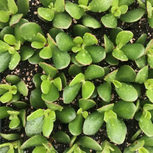 Crassula ovata 'Compacta' - Jade Plant | Little Prince of Oregon Nursery