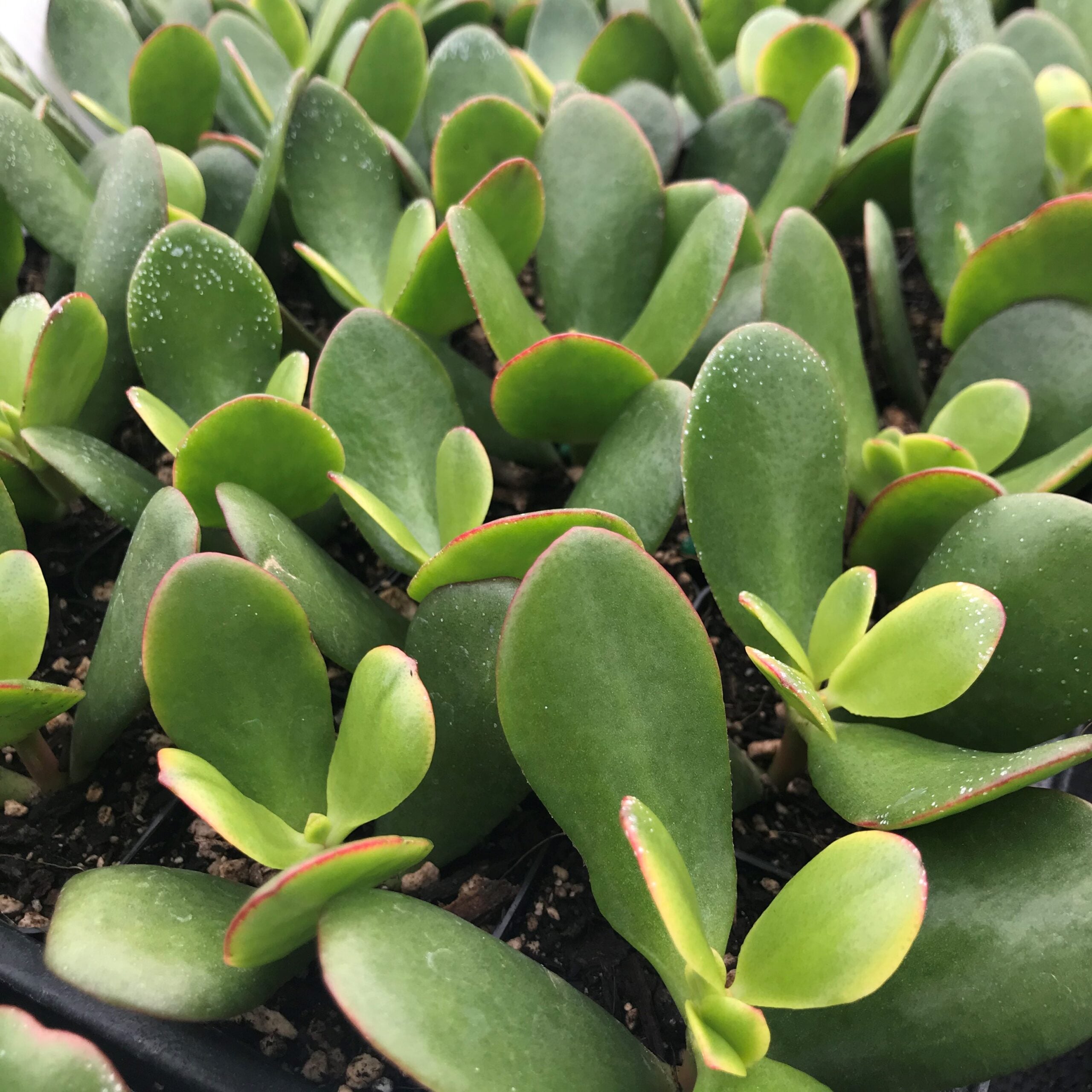 Crassula ovata 'New Sunset' - Golden Jade Tree - Image 3