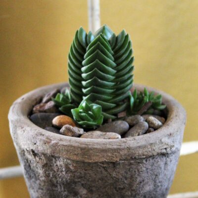 Crassula pyramidalis 'Buddha's Temple' (2" Pot)