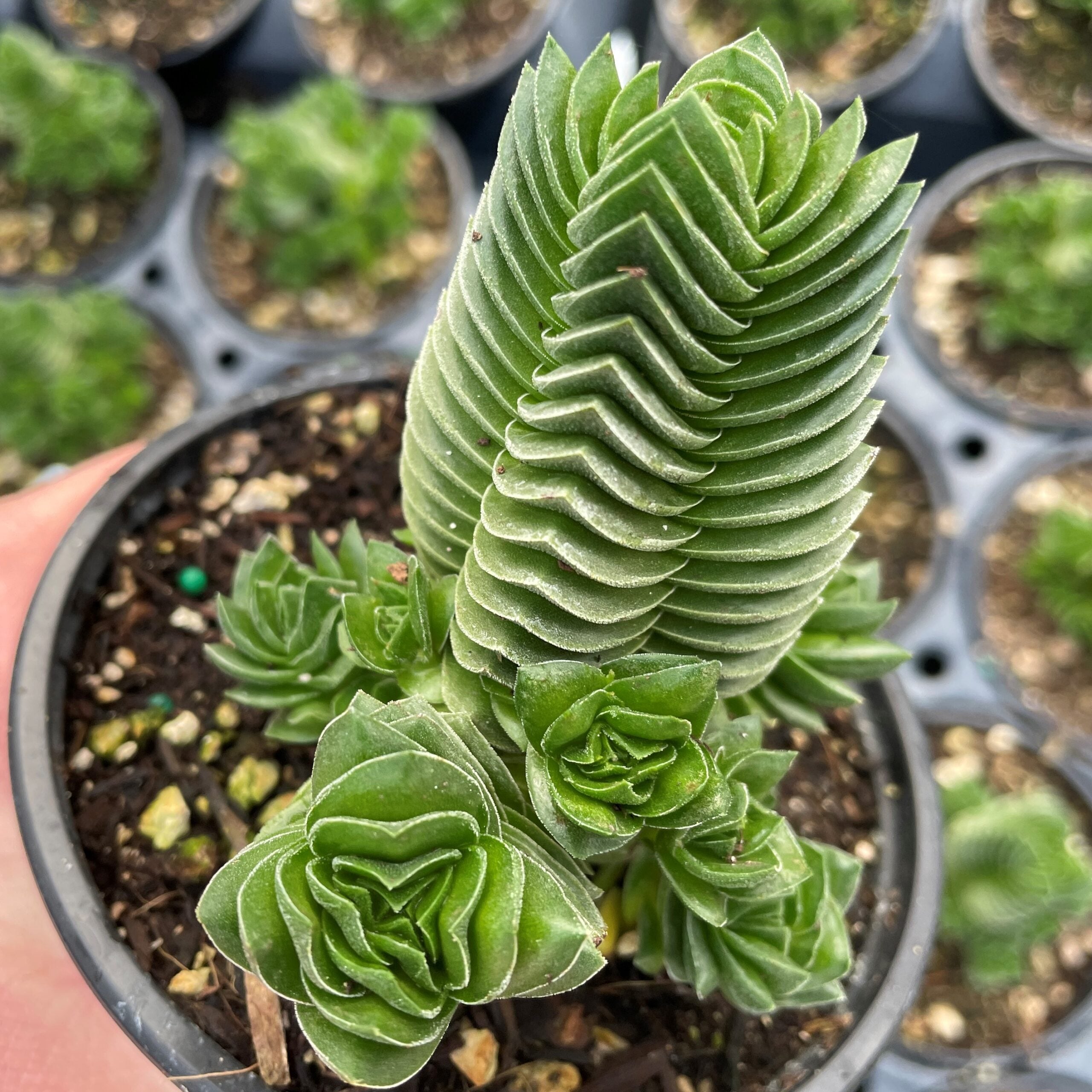 Crassula pyramidalis 'Buddha's Temple' (2" Pot) | Little Prince of Oregon  Nursery