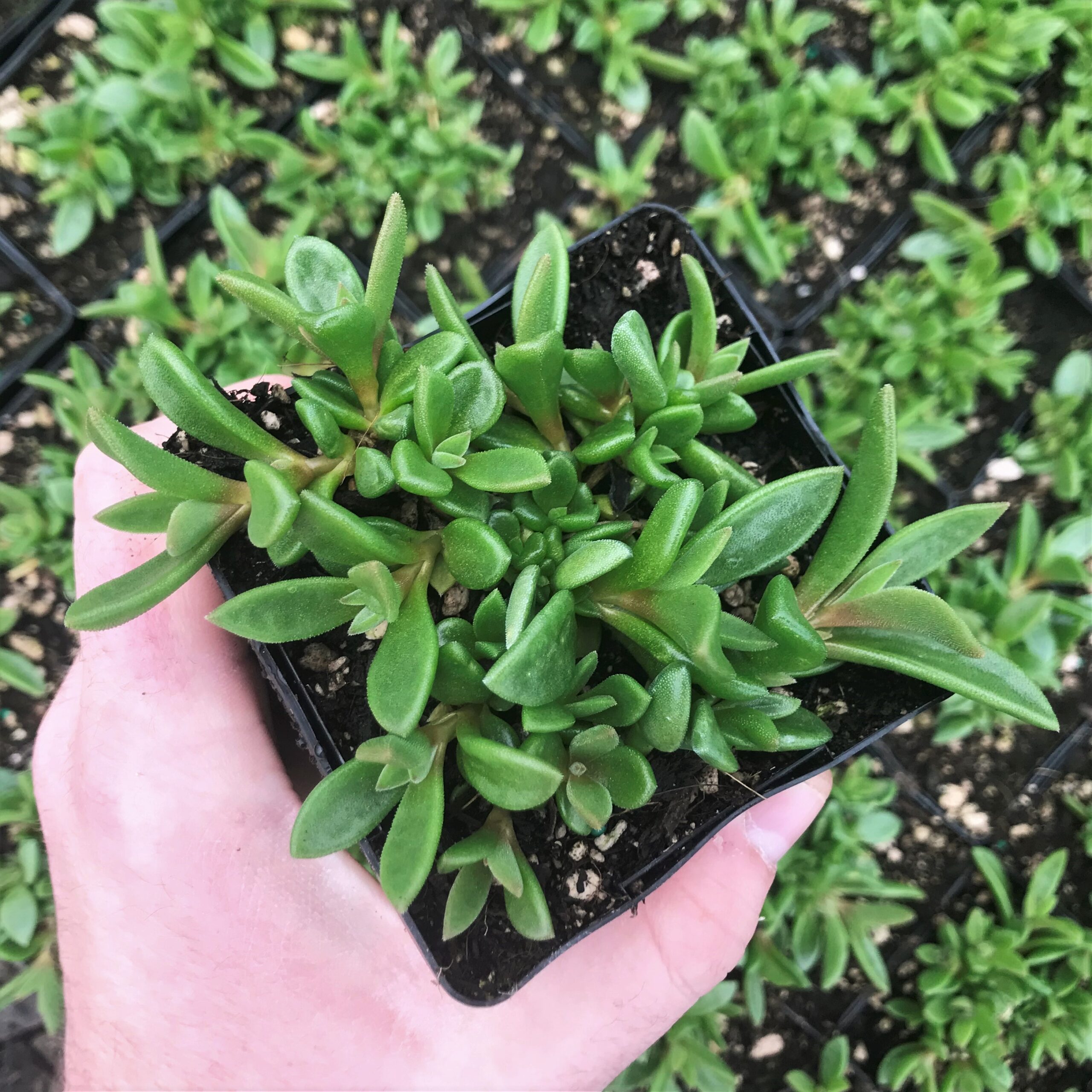 Delosperma 'Lavender Ice' - Ice Plant 'PSfave' (3.5" Pot) - Image 5