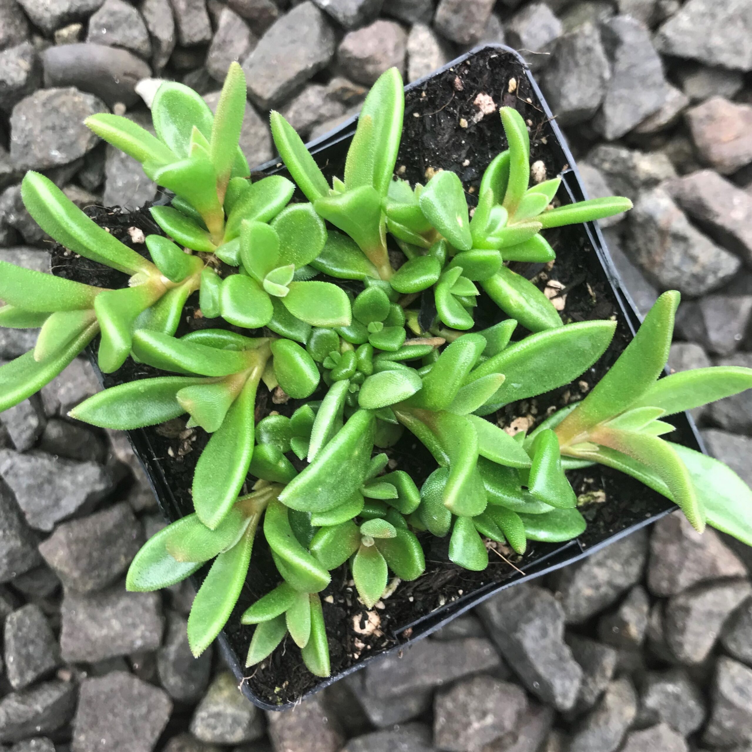 Delosperma 'Lavender Ice' - Ice Plant 'PSfave' (3.5" Pot) - Image 7