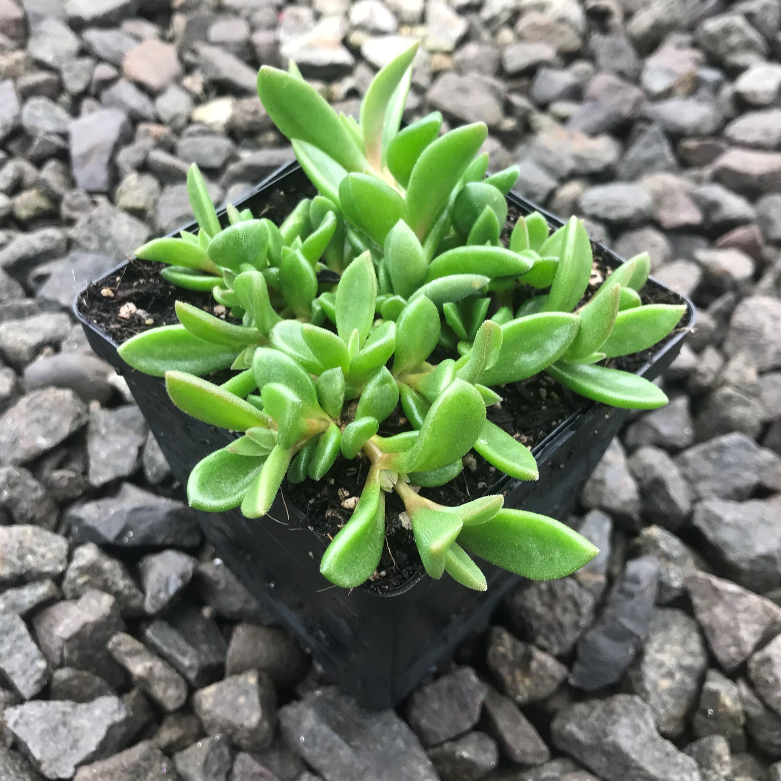 Delosperma 'Lavender Ice' - Ice Plant 'PSfave' (3.5" Pot) - Image 6